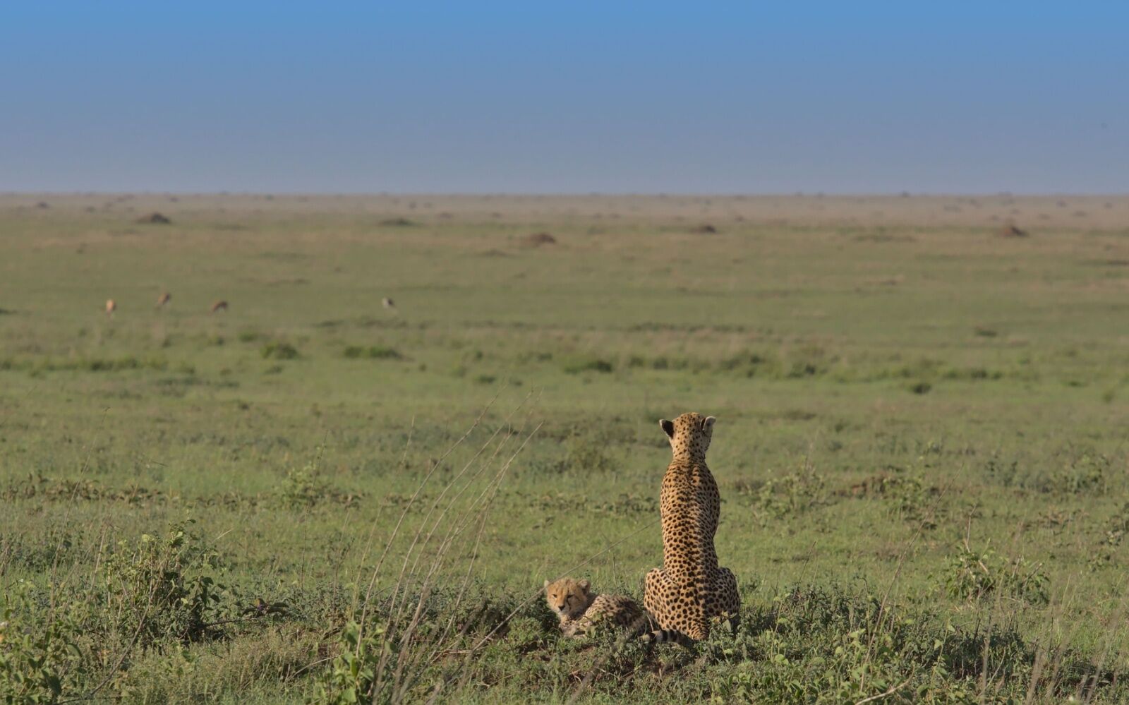  tanzania road trip - southern serengeti