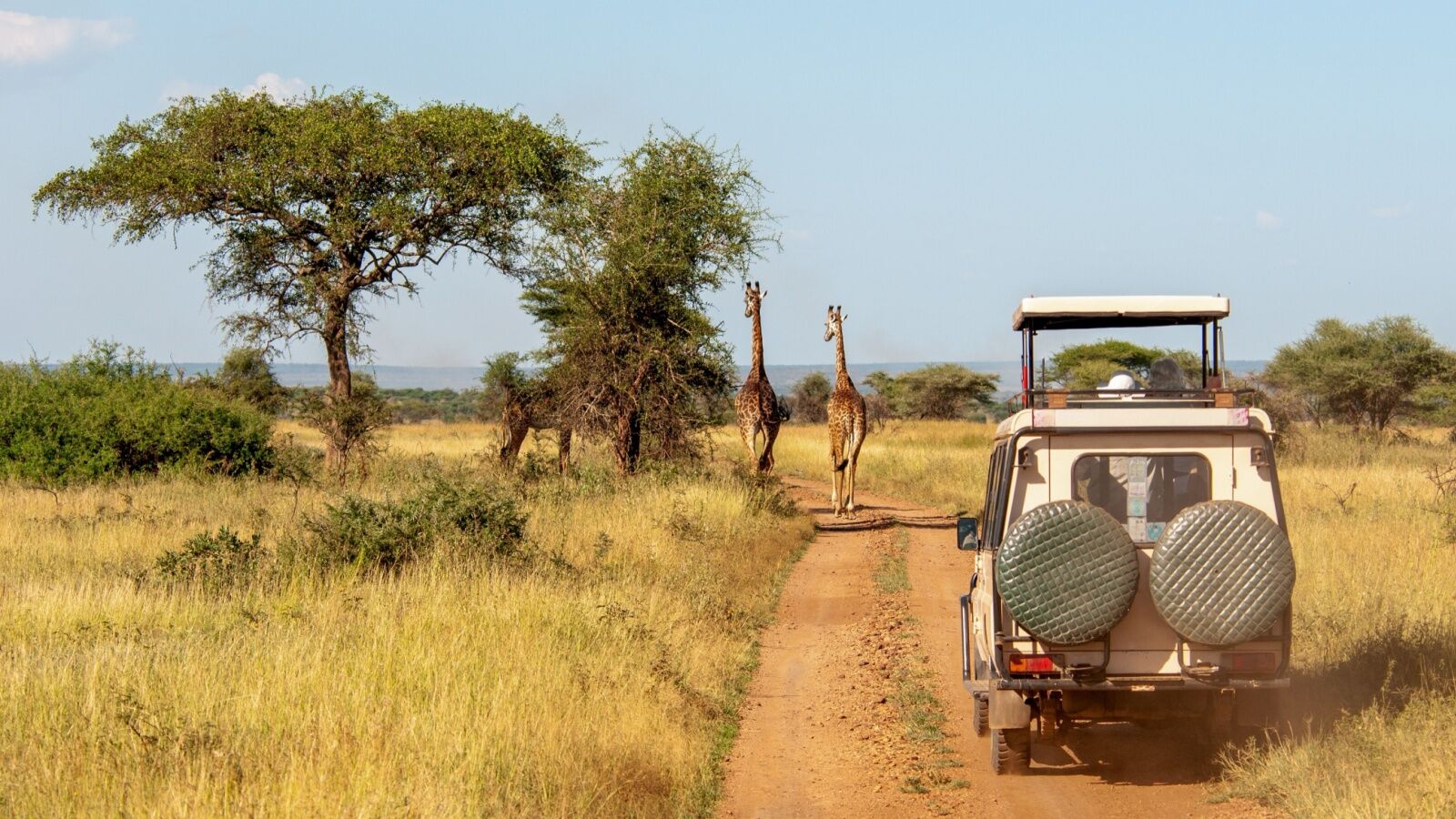 tanzania road trip - giraffe and safari car