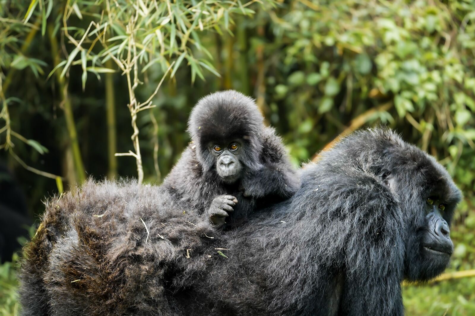 sustainable luxury tourism - baby gorilla in rwanda
