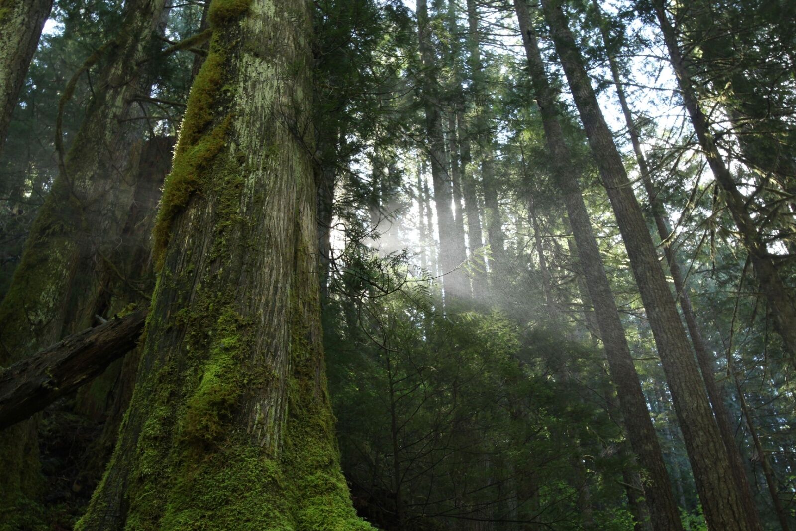 Sasquatch sightings bigfoot campgrounds - pnw forest