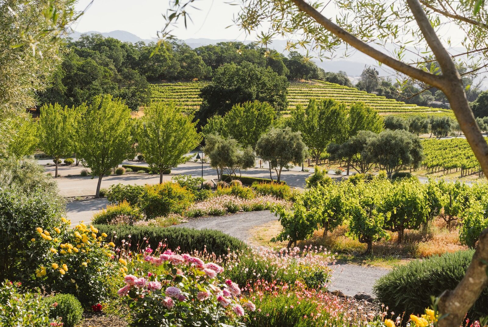 Francis Ford Coppola Winery grounds
