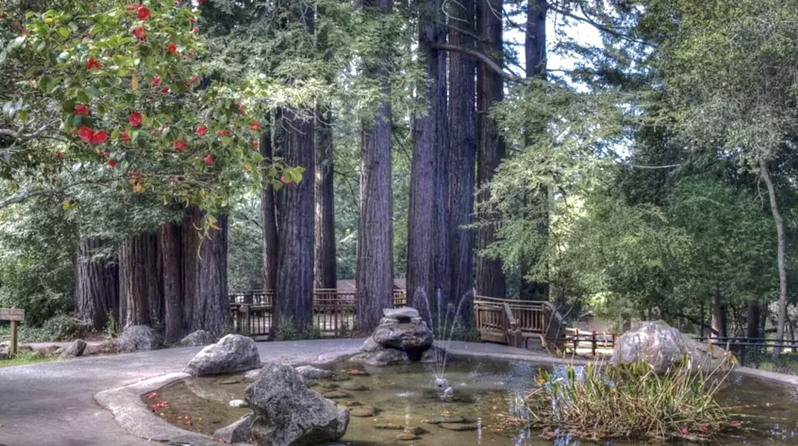 SF bay area world cup things to do - redwood