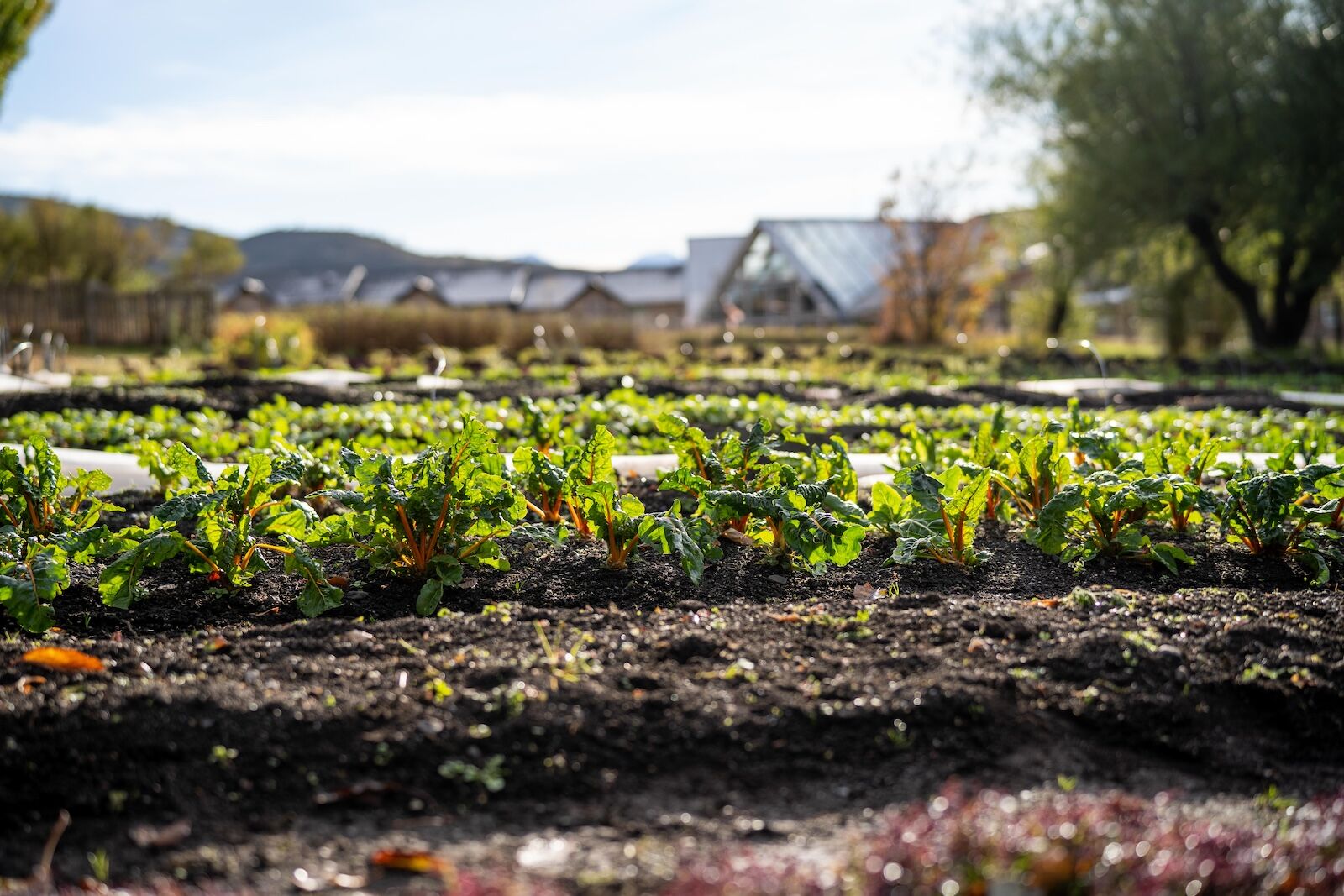 farm at hotel las torres