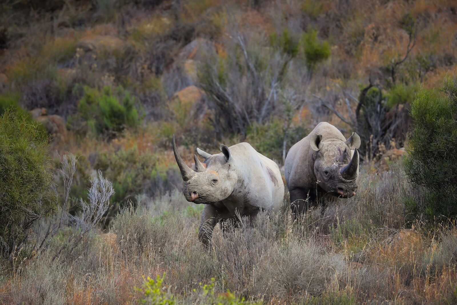 karoo national park rhinos - alone season 12