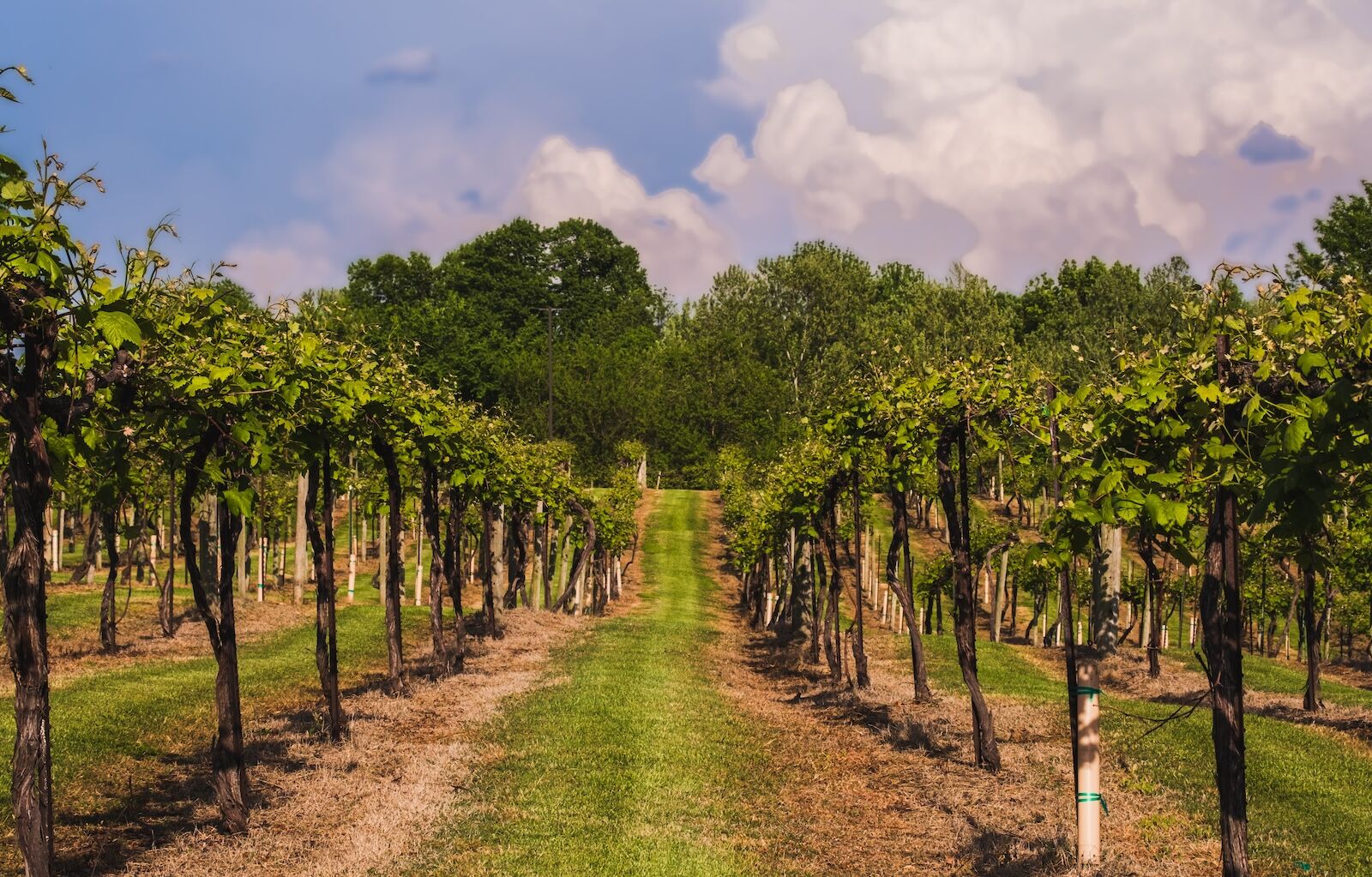 augusta missouri wine - vineyards
