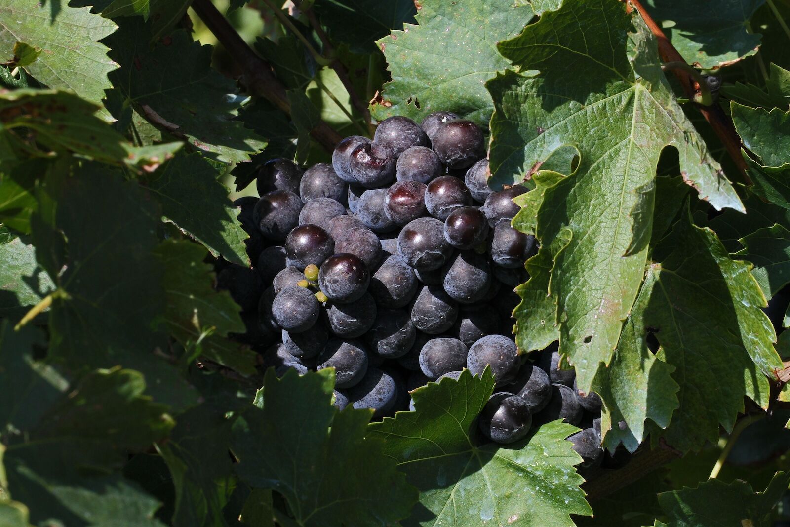 augusta, missouri wine country - norton grape