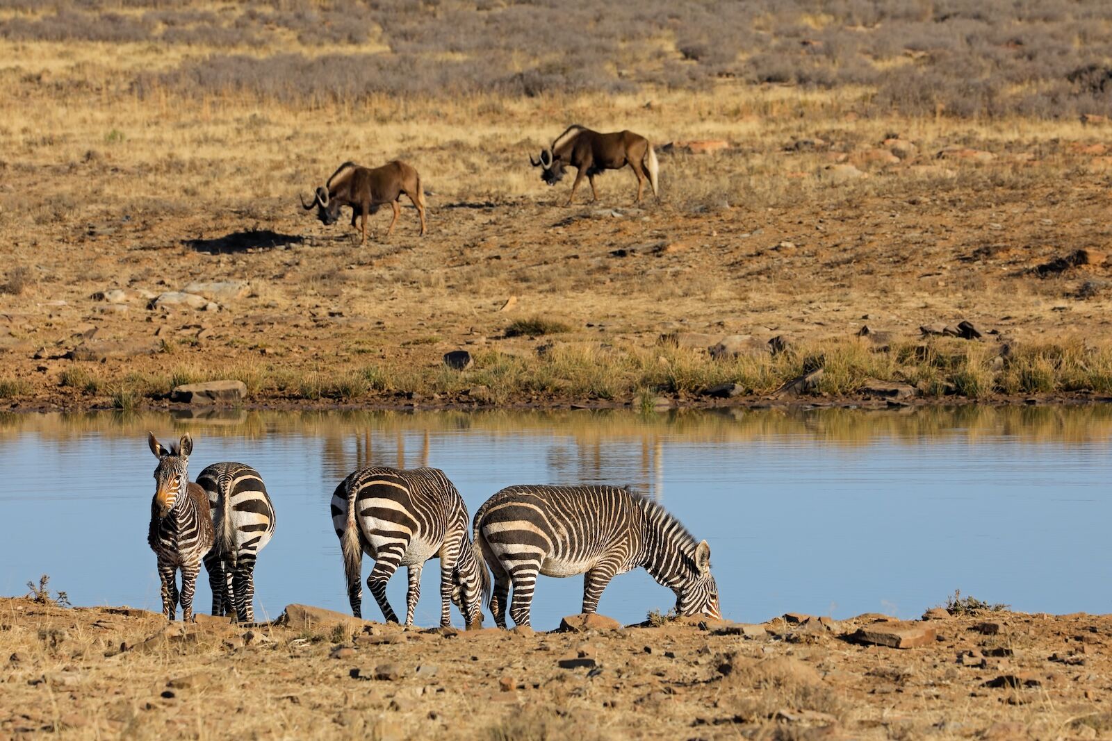 cape zebra national park - alone season 12