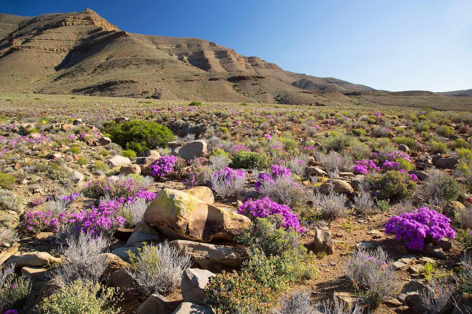 south african national park flowers