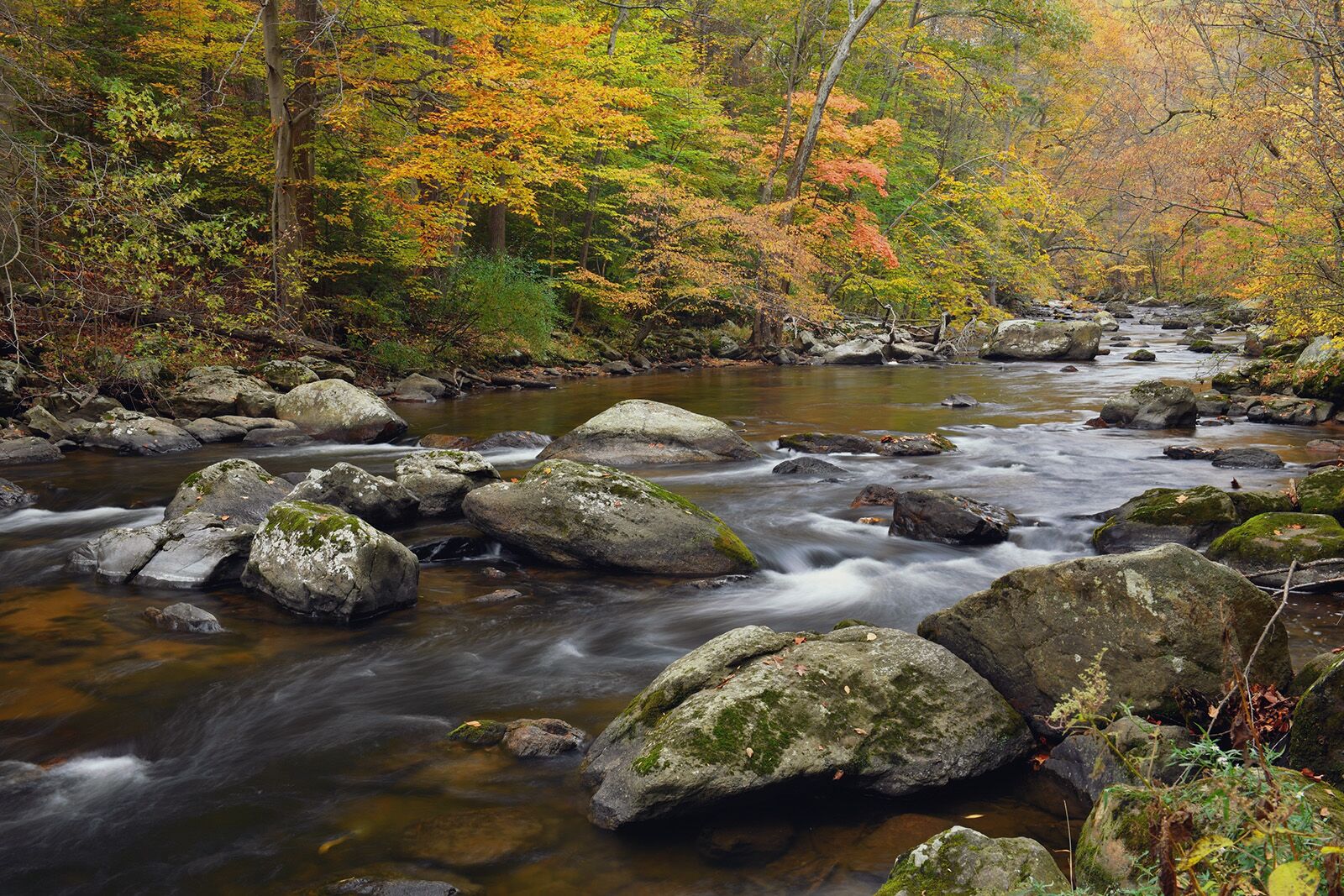 New Jersey nature