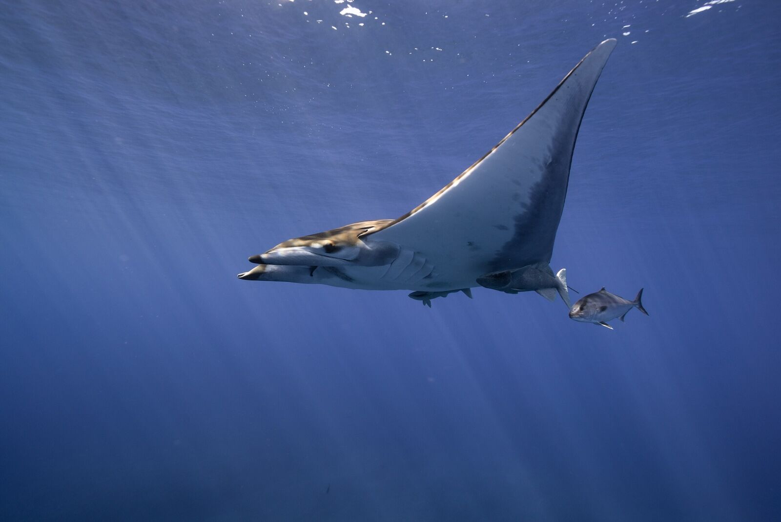 new marine sanctuaries - azores