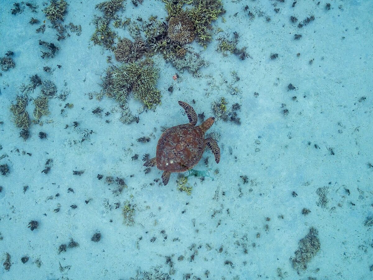 The World’s 6 Newest Marine Parks to Visit in Honor of World Oceans Day