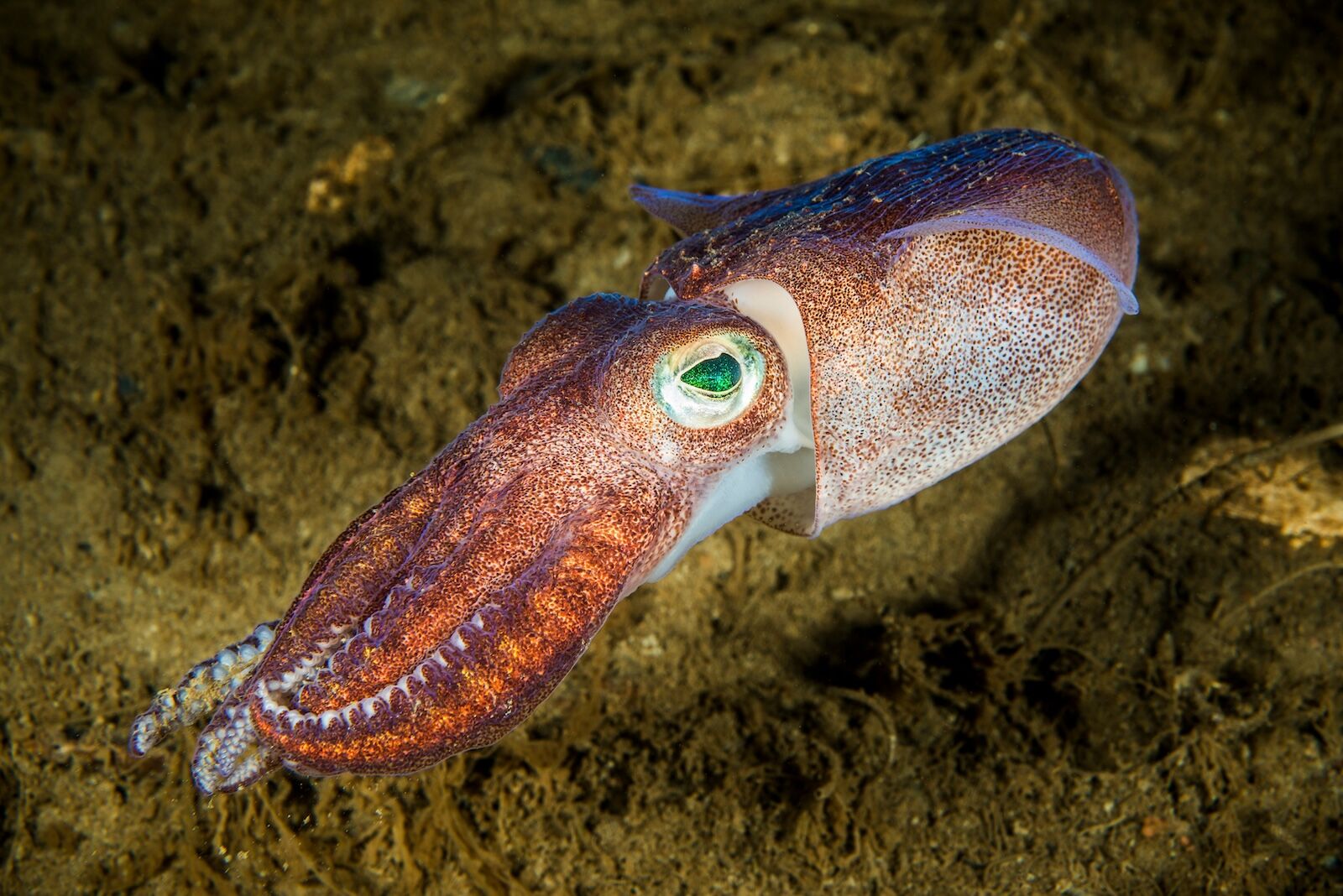 squid in quebec marine park