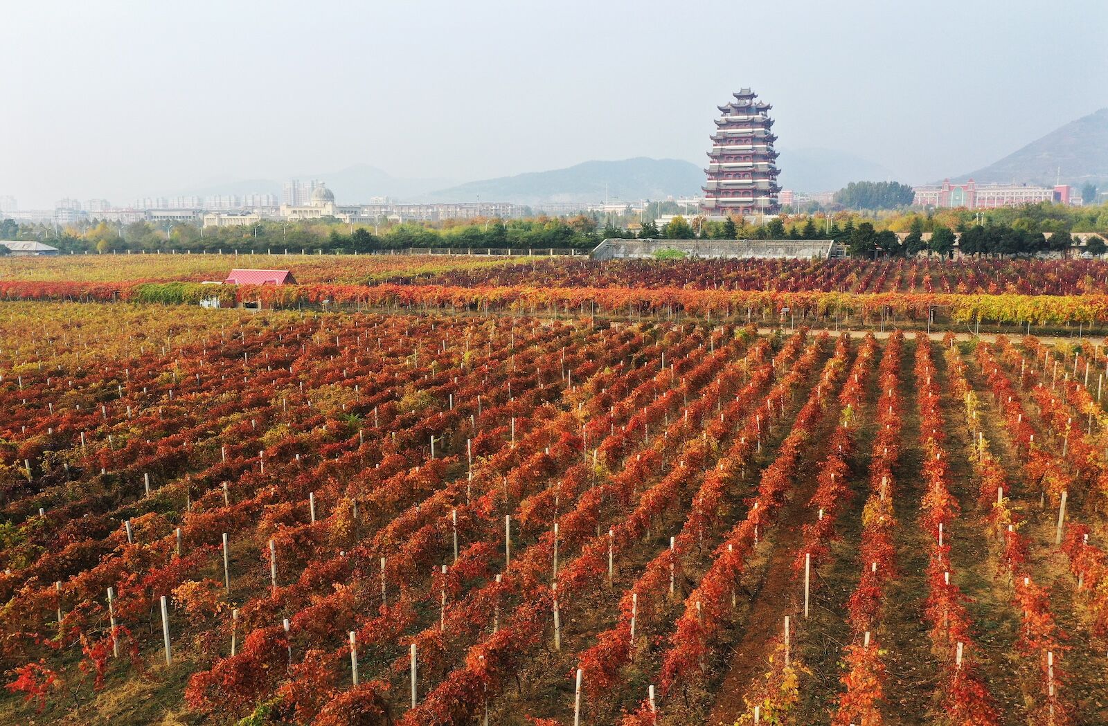 global wine awards - Shandong Province