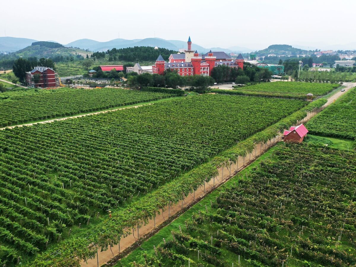 You May Be Shocked by What Country Just Won a Global Wine Award