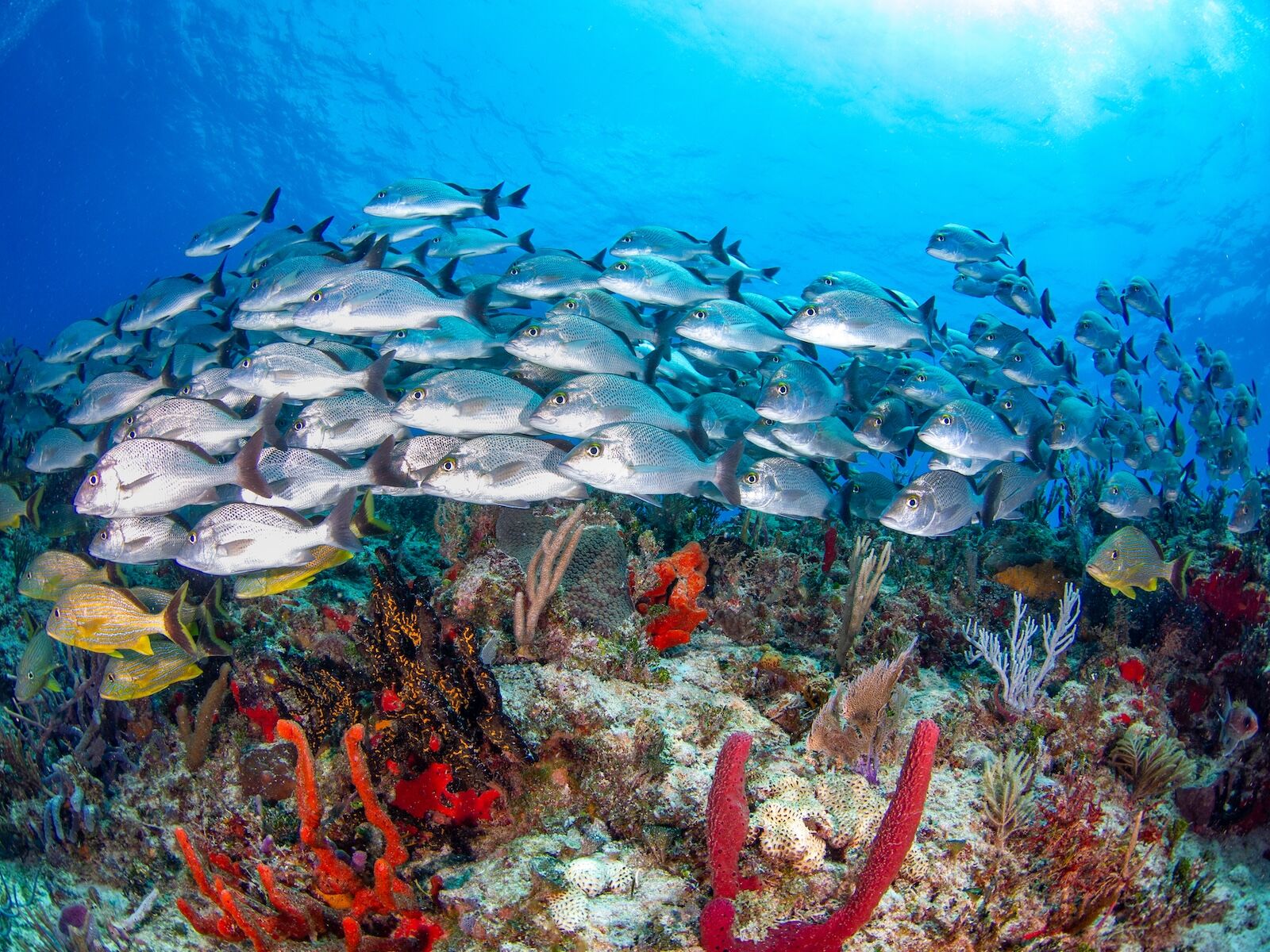 new mexico marine park - bajos del norte