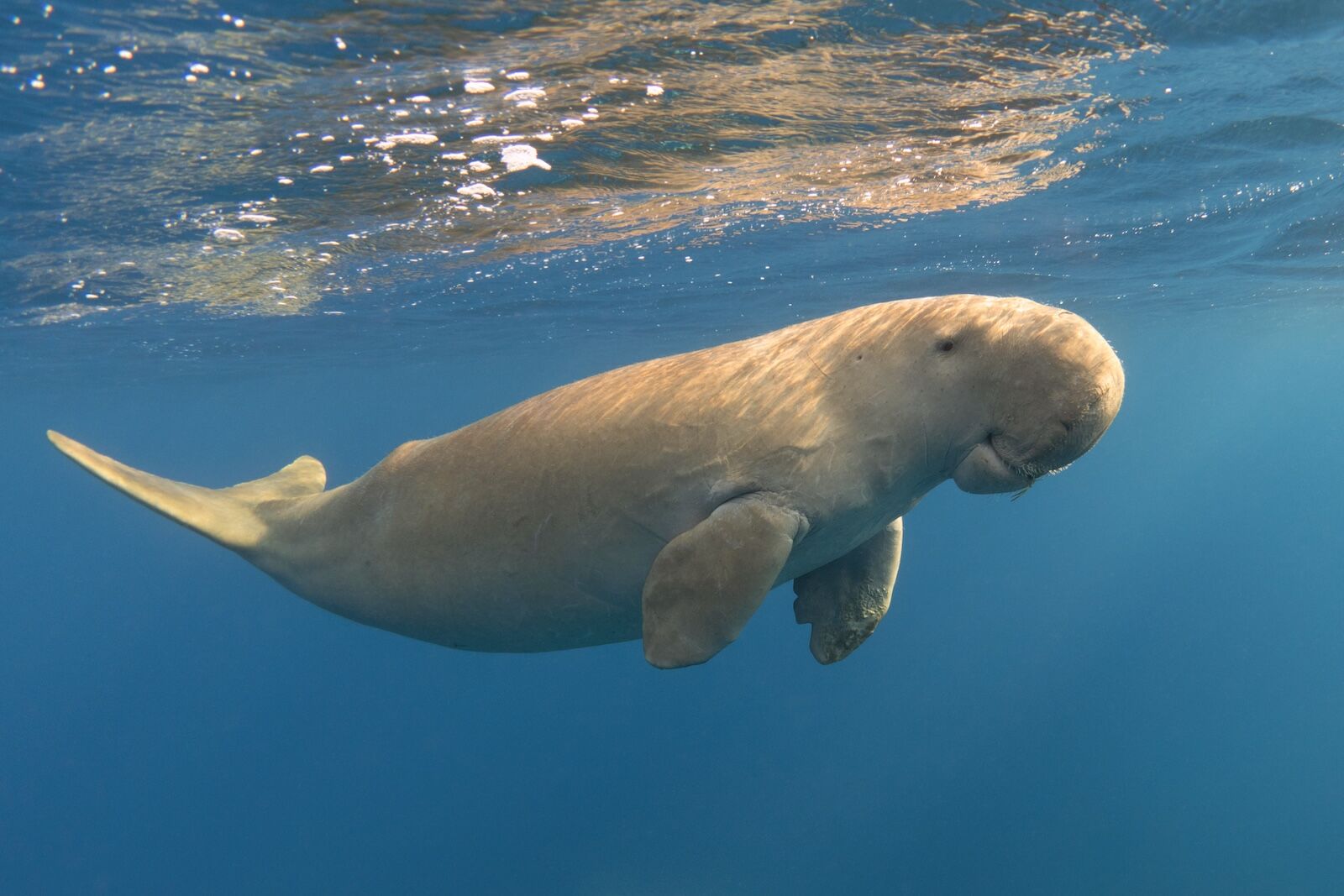 new marine park- world ocean day - dugong in new caledonia
