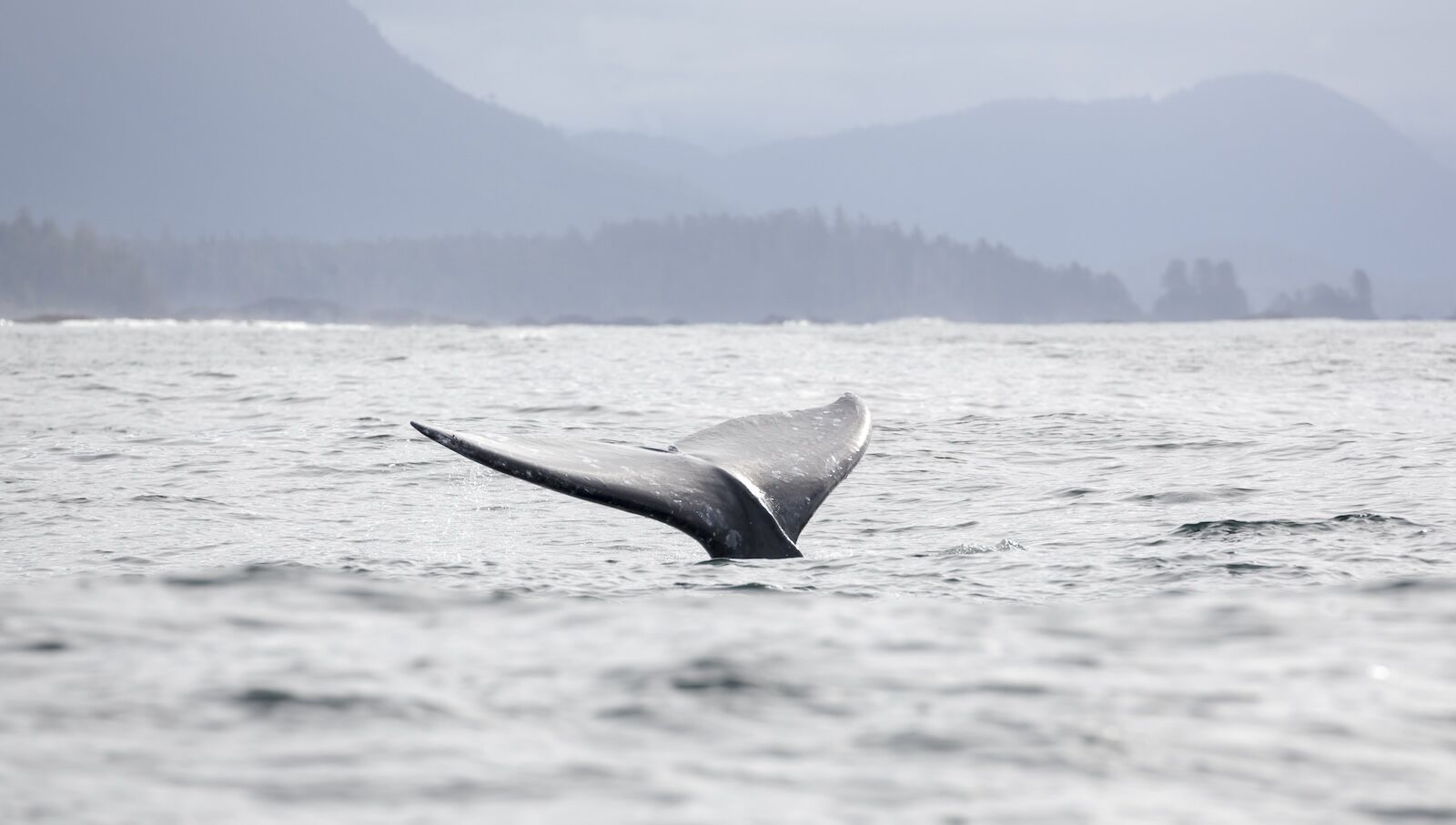 new marine park- world ocean day - pacific coast canada