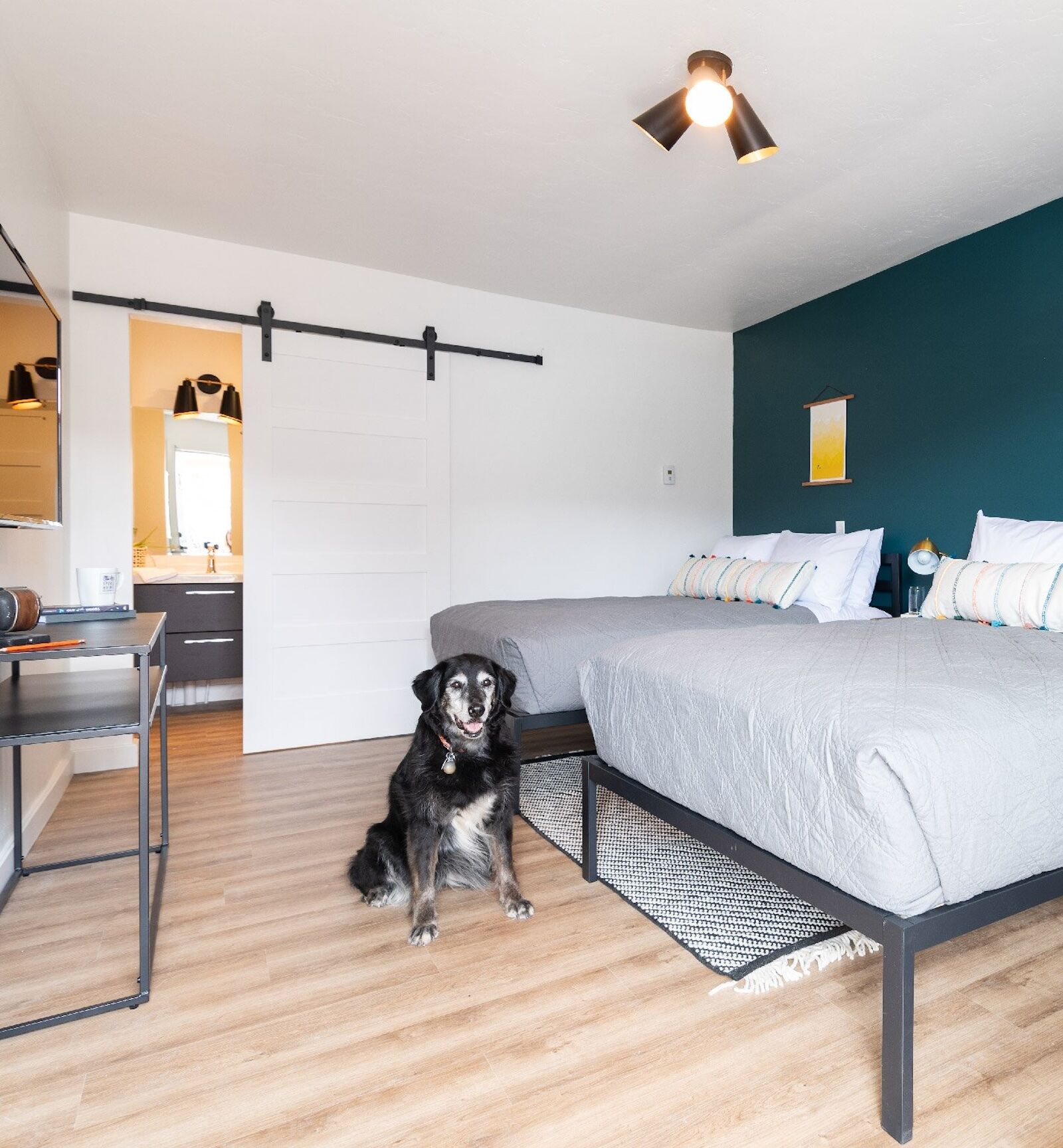 room with dog at spoke and vine motel