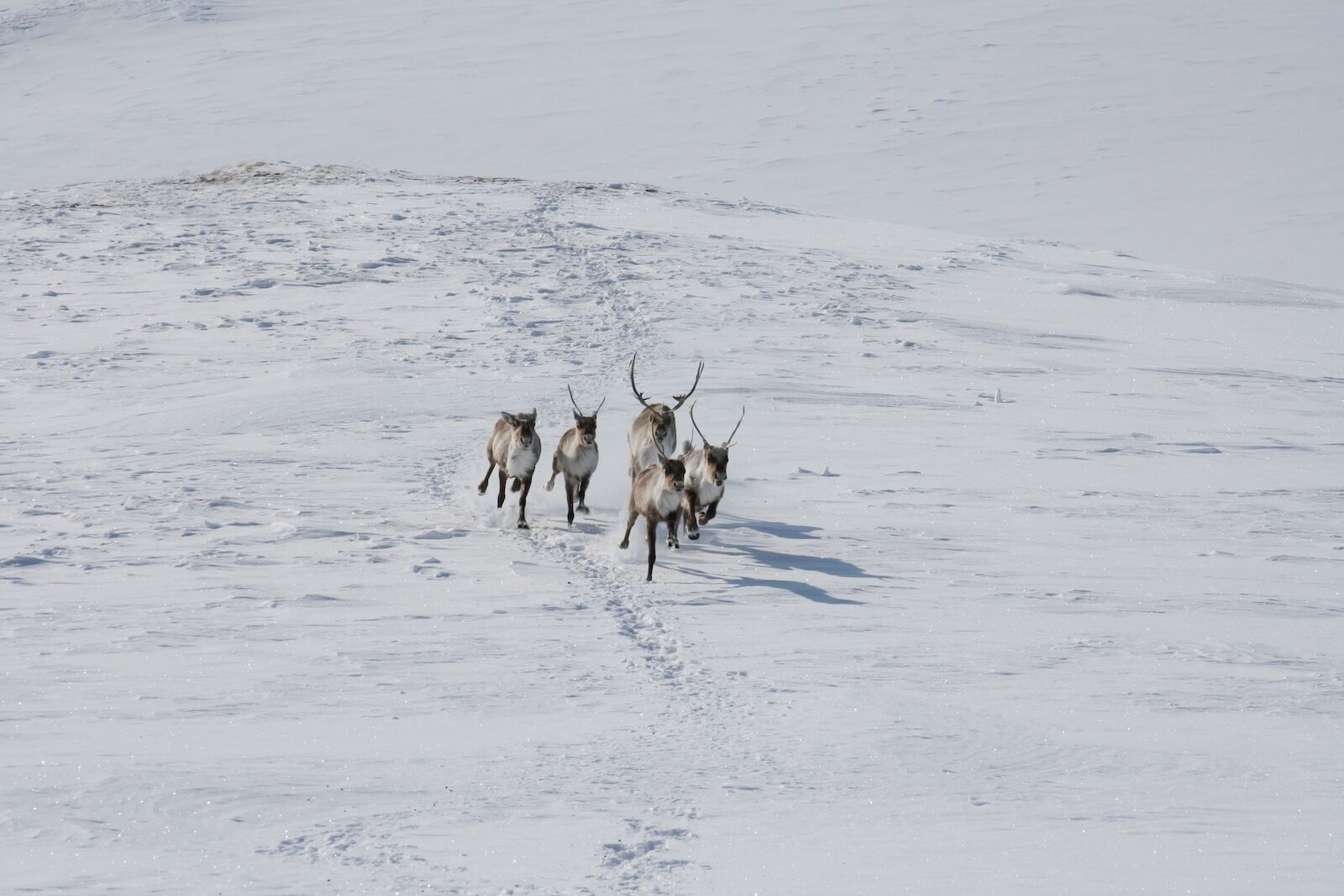 gates of the arctic national park reindeer