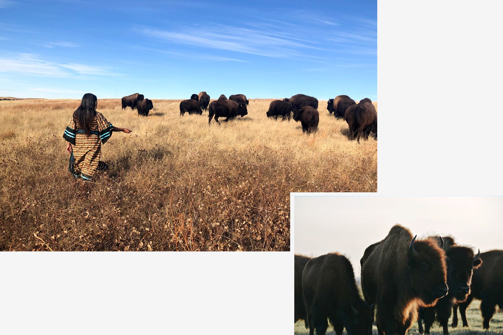 Bison activities in the US for Bison month