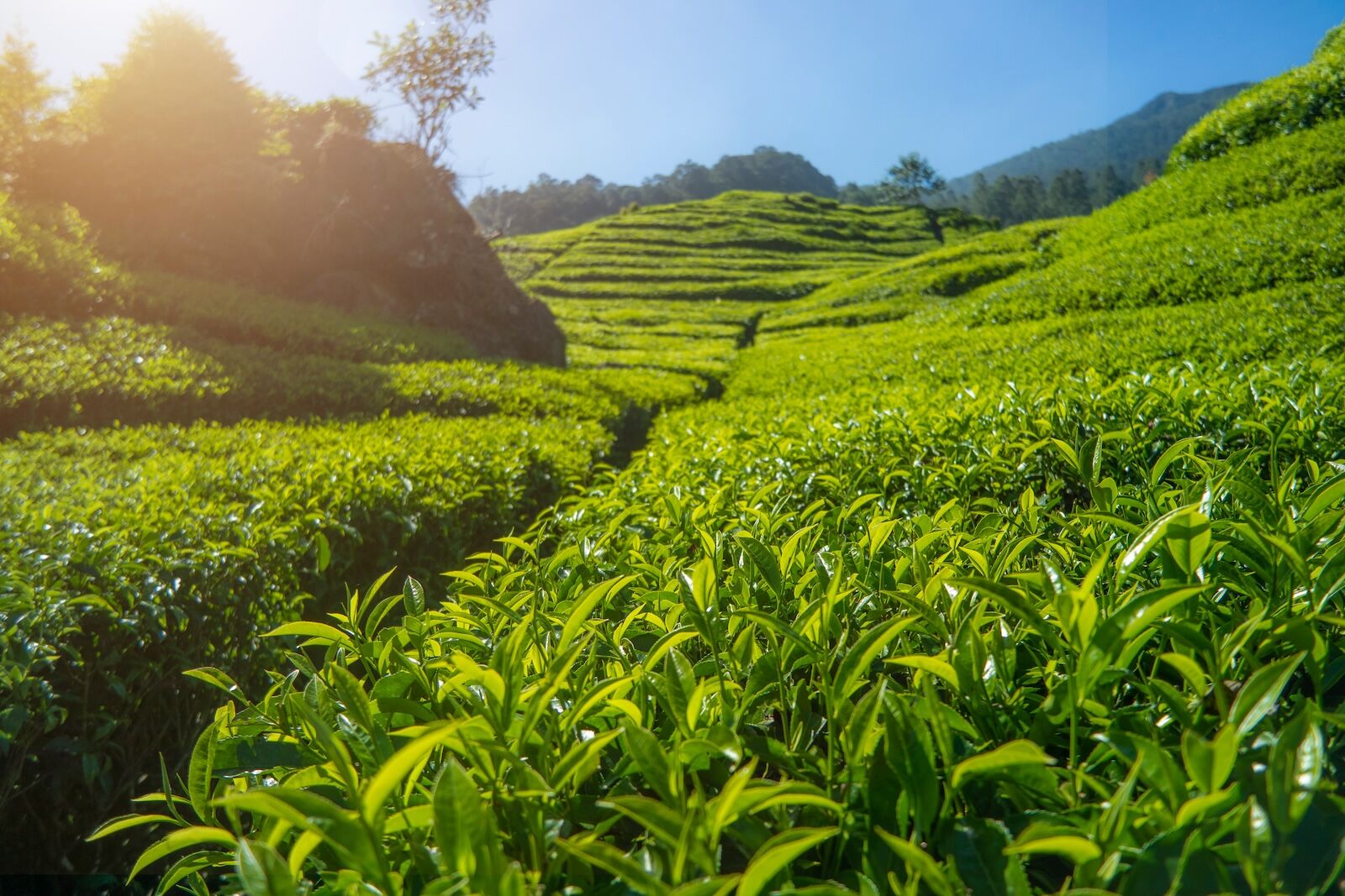 maokong tea hills in taiwan