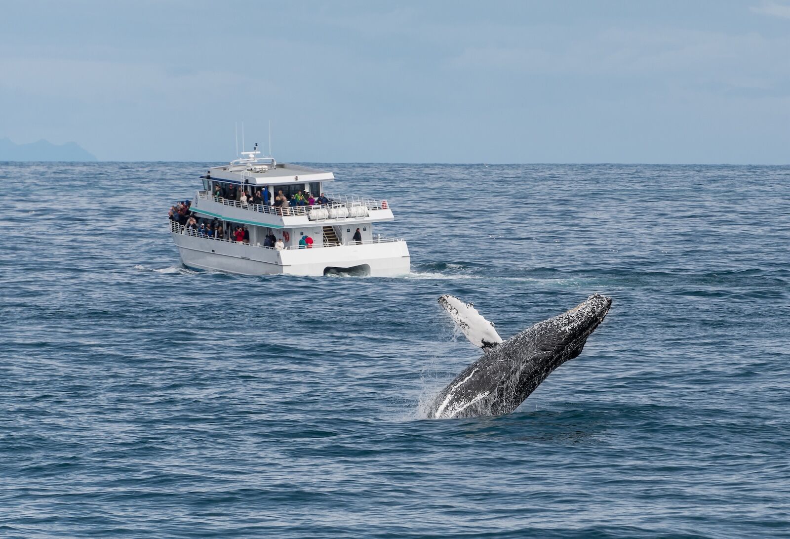 national park cruises  - kenai fjords alaska