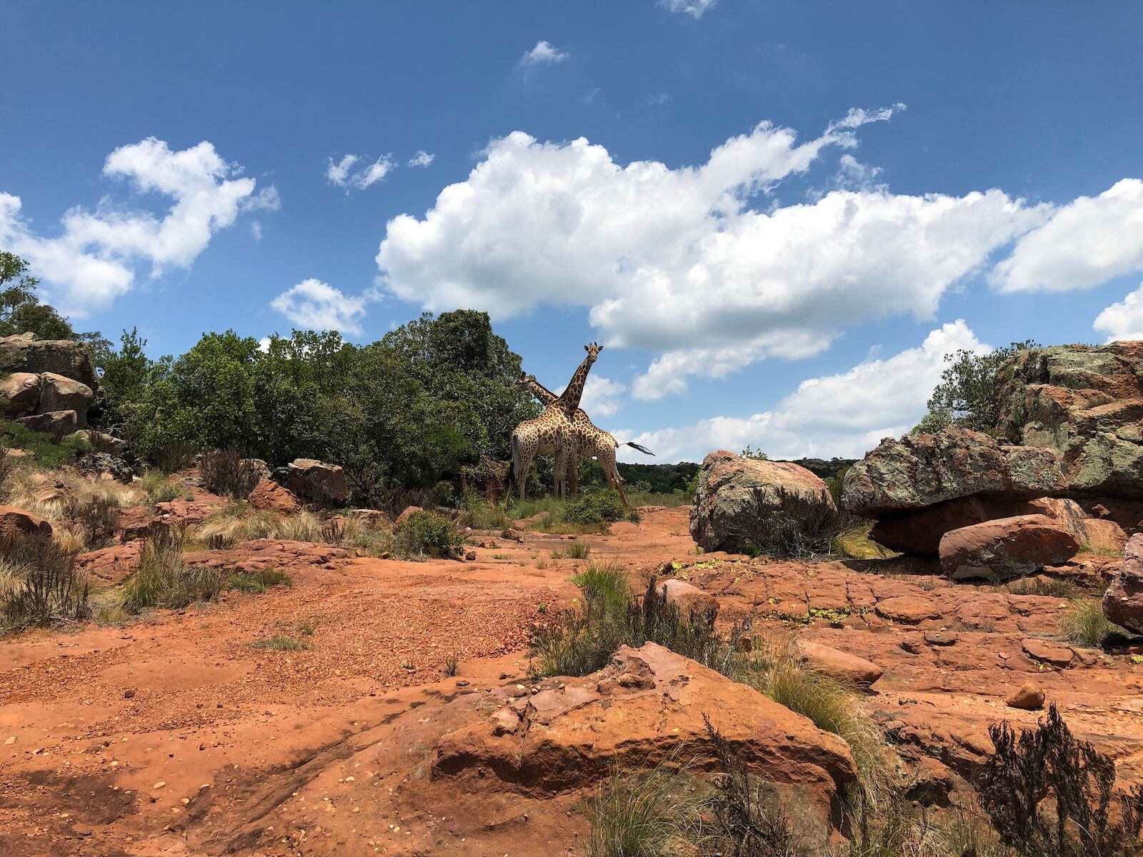 pay what you can safari. - giraffes