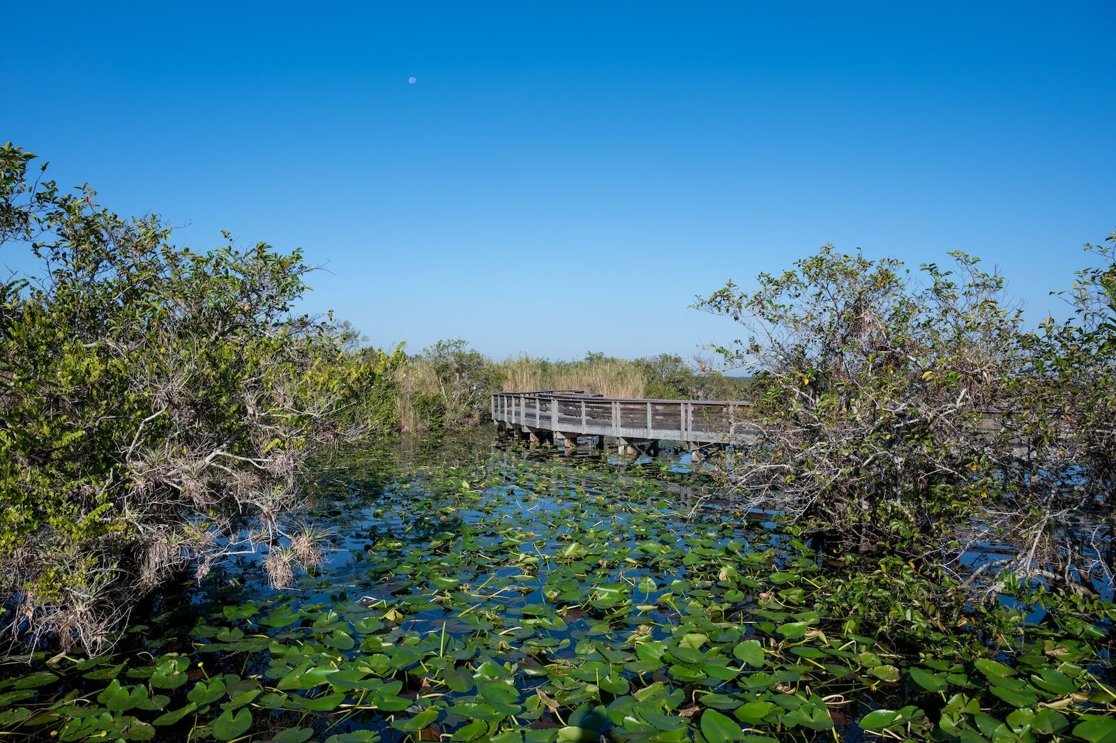 everglades anhinga trail - how were national parks founded