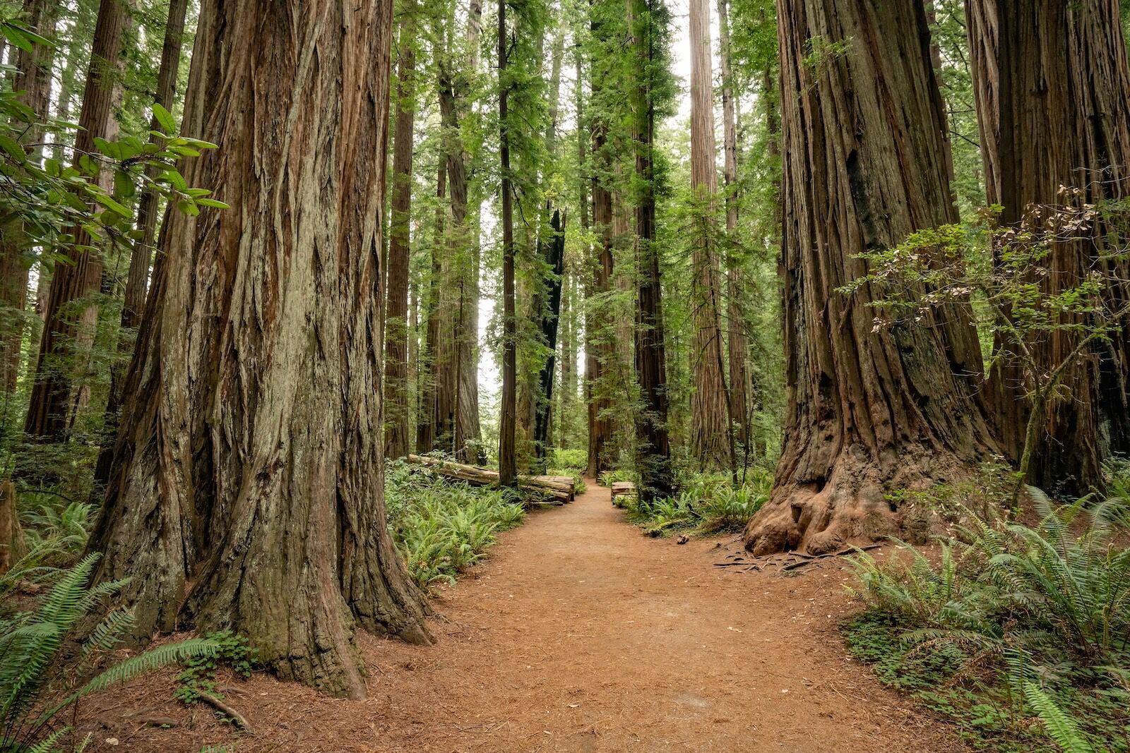 redwood national park - how were national parks founded