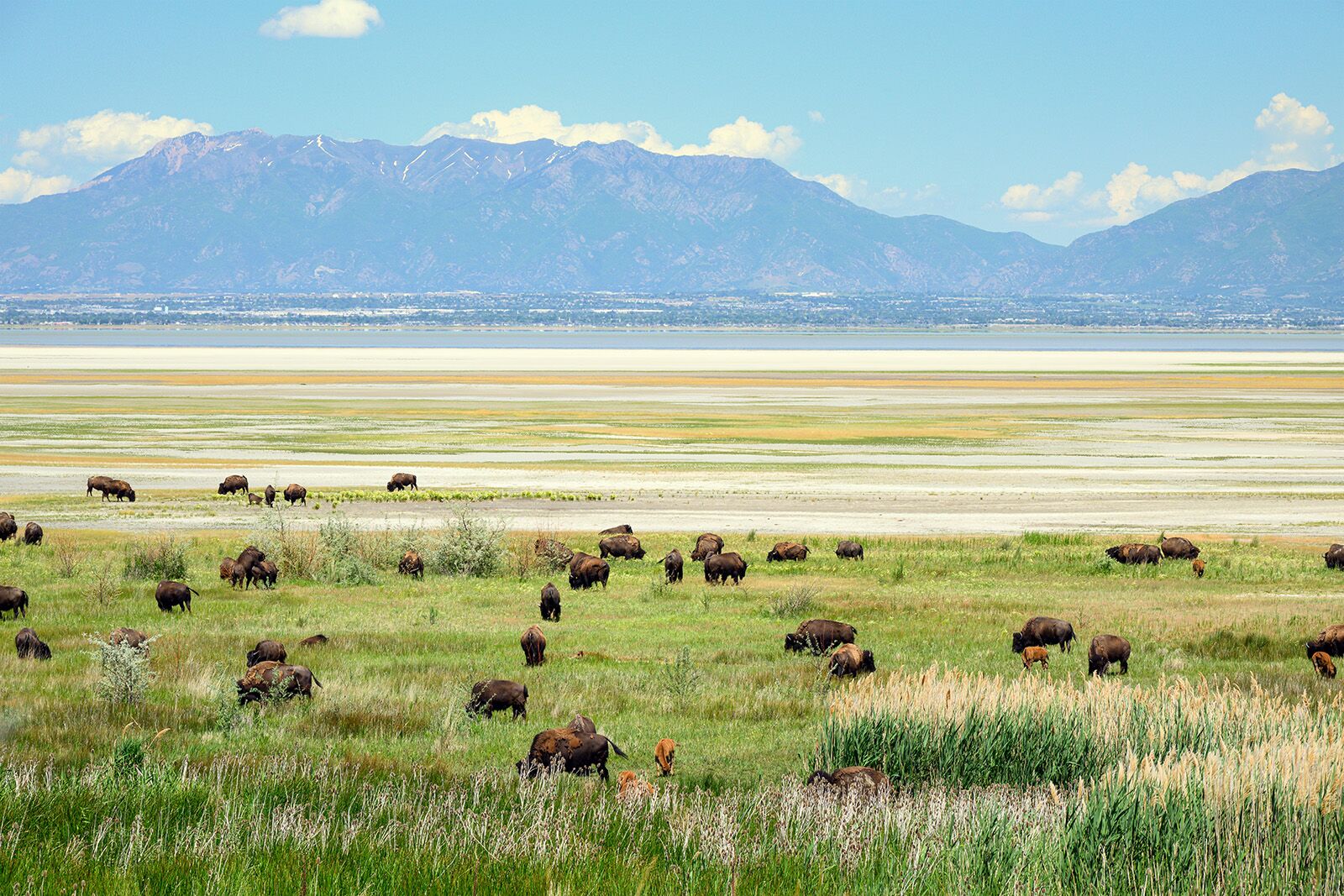 Bison activities in the US for Bison month