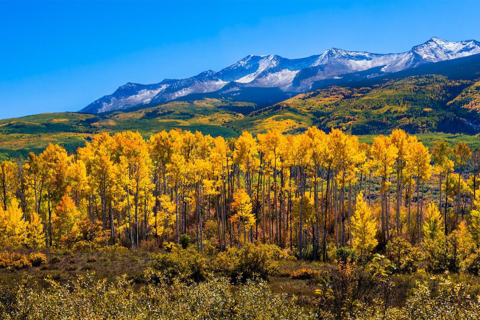 Colorado with Aspen Trees in Autumn
