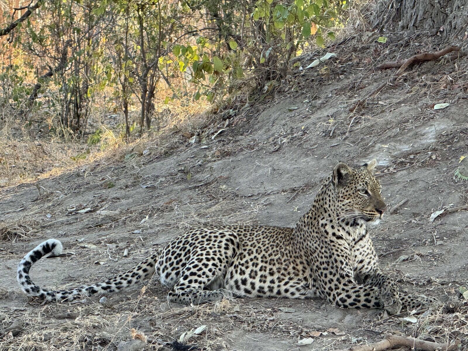 zambia soccer - leopard in national park