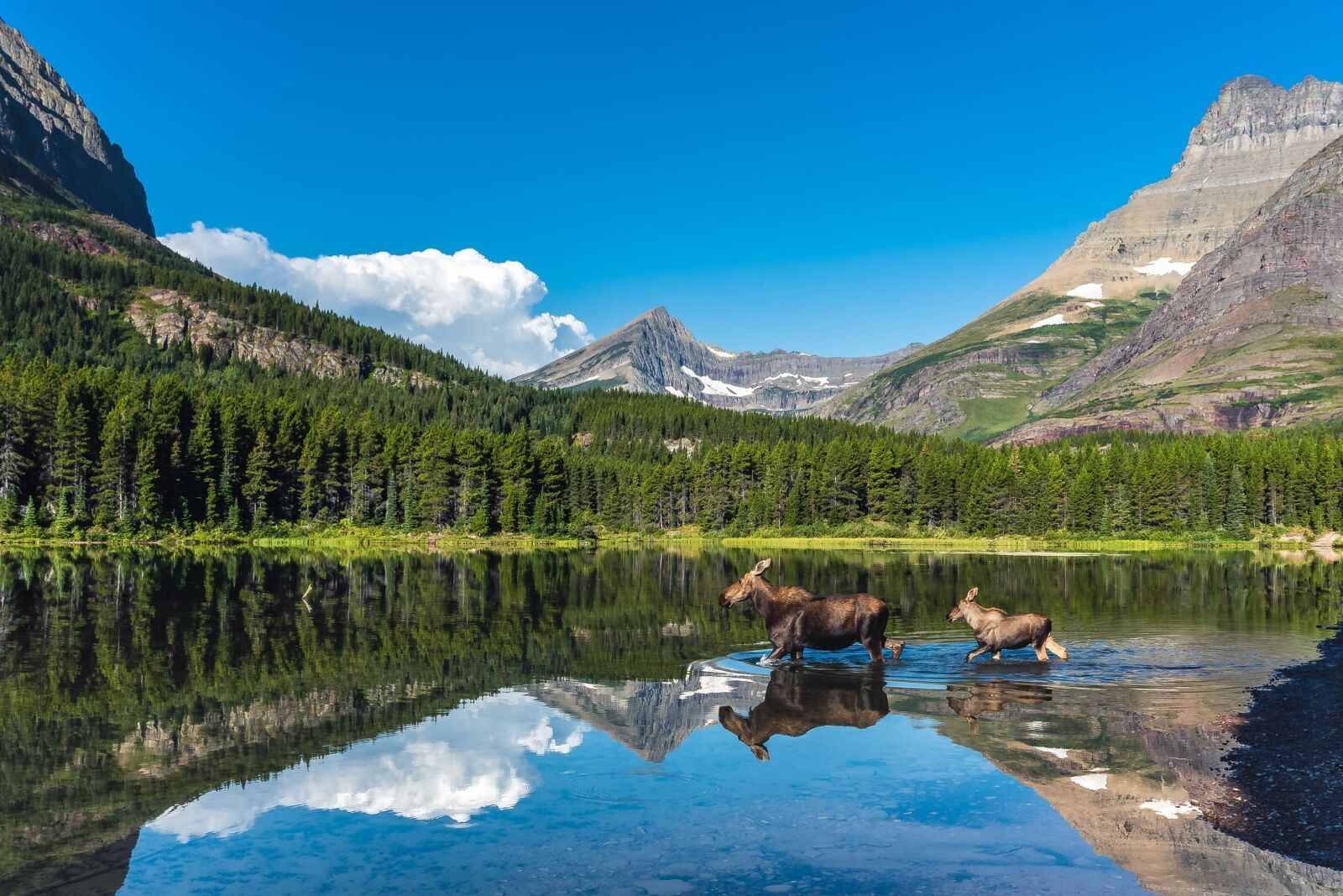 quiet parks - moose in glacier nps
