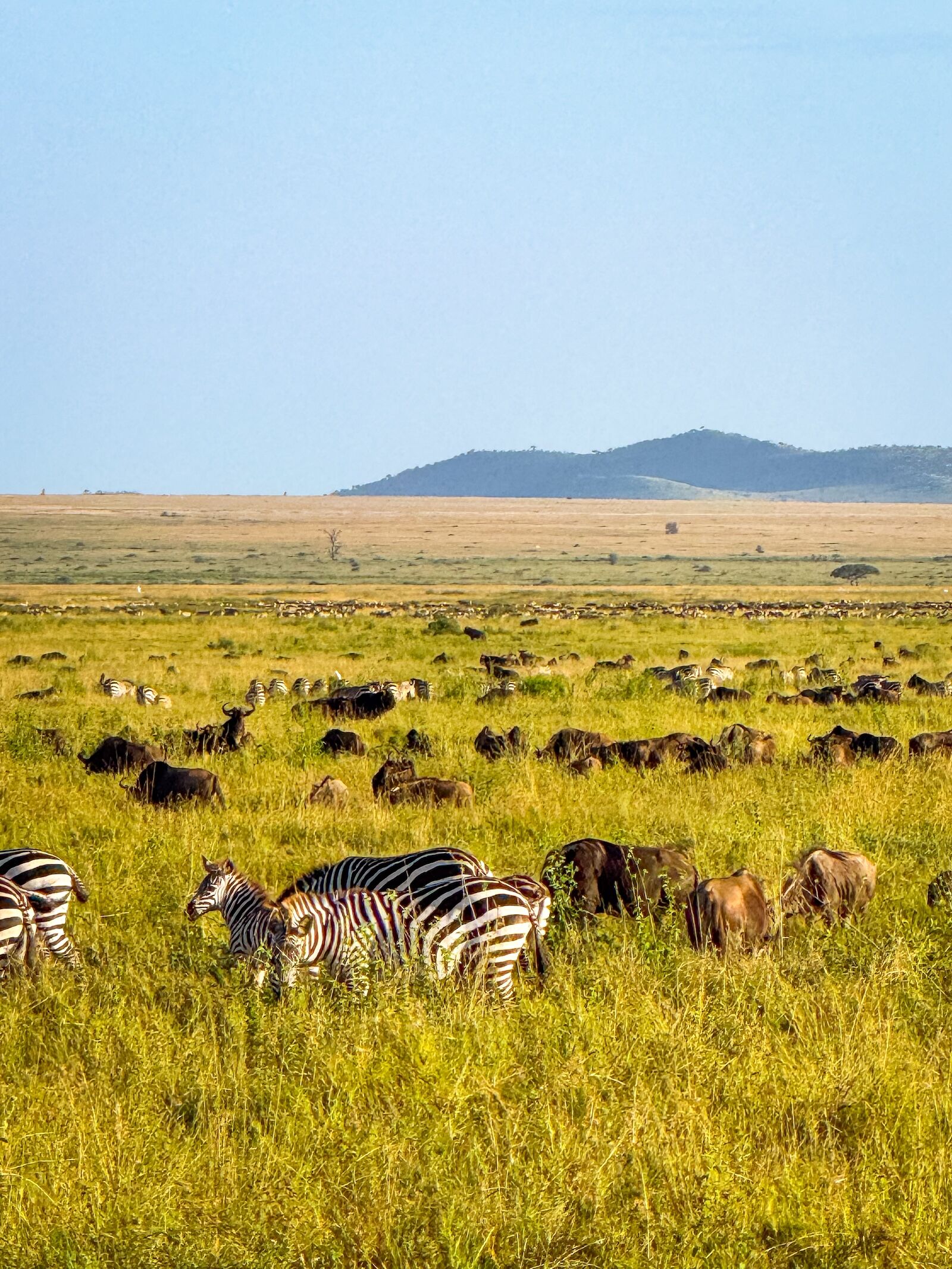 zebras in serengeti national park