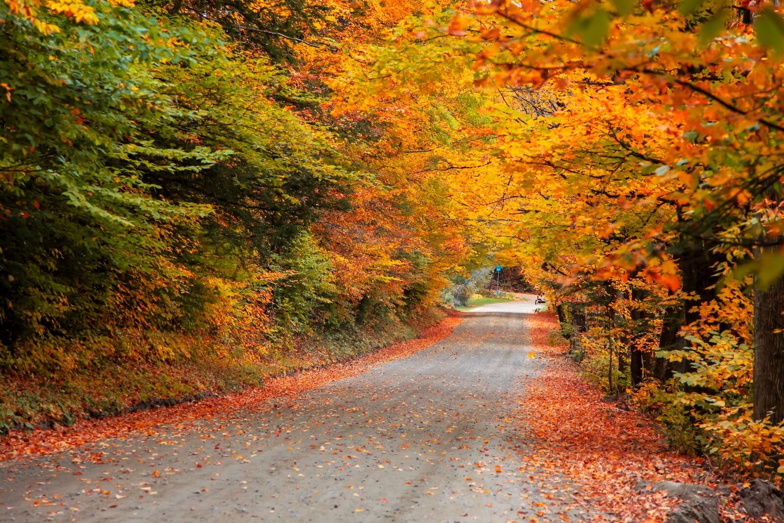 Fall Foliage 2025 Guide: Peak Leaf Colors Across the US by Region