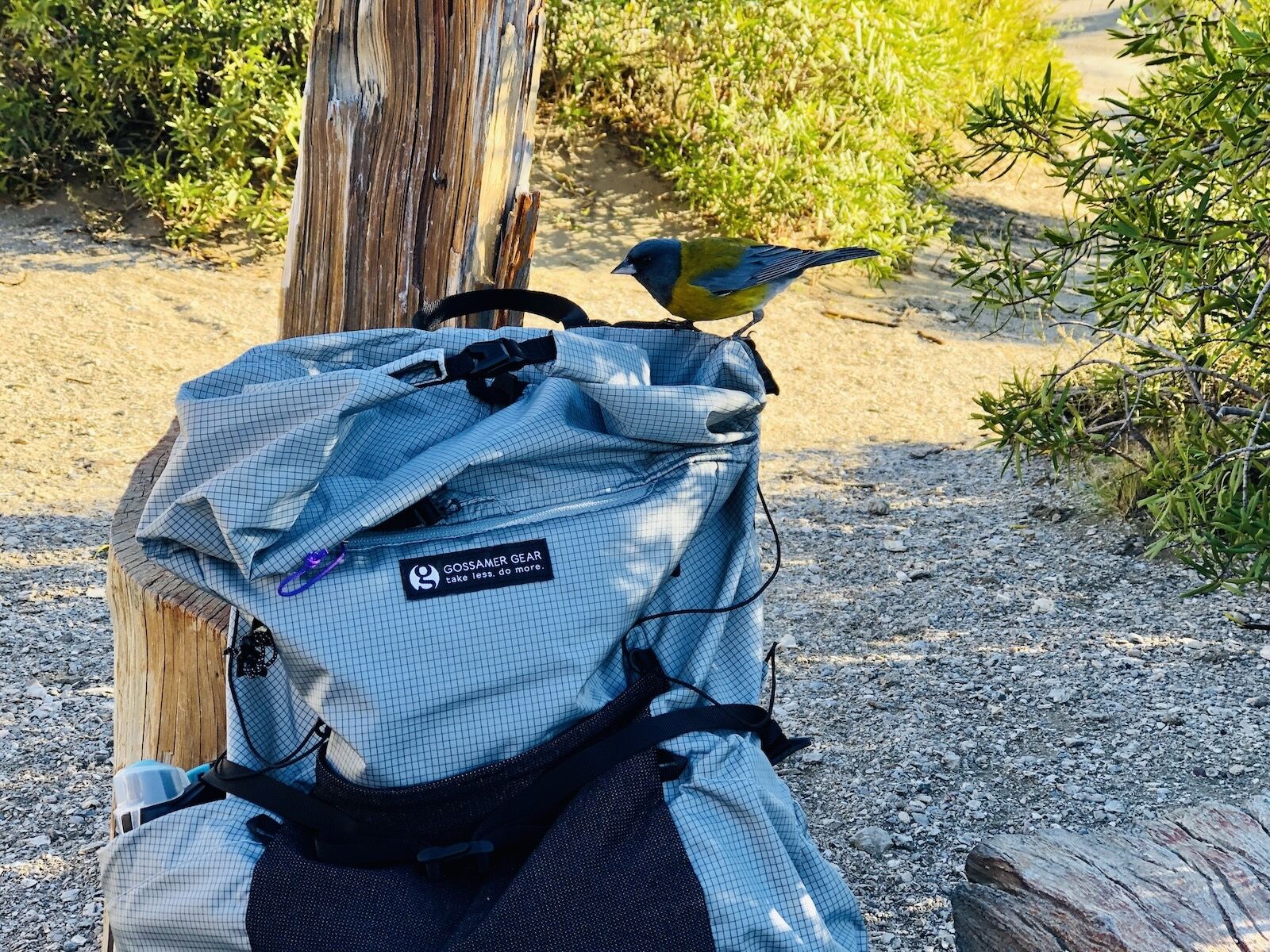 gossamer gear skala 38 backpack against tree