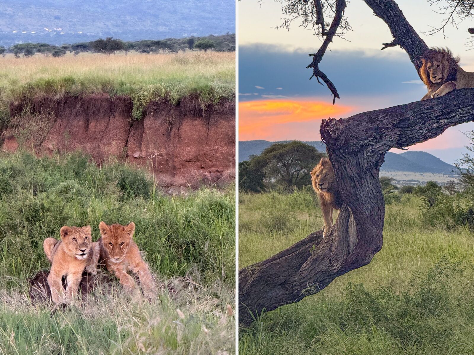 serengeti explorer lodge tanzania - lions in the serengeti
