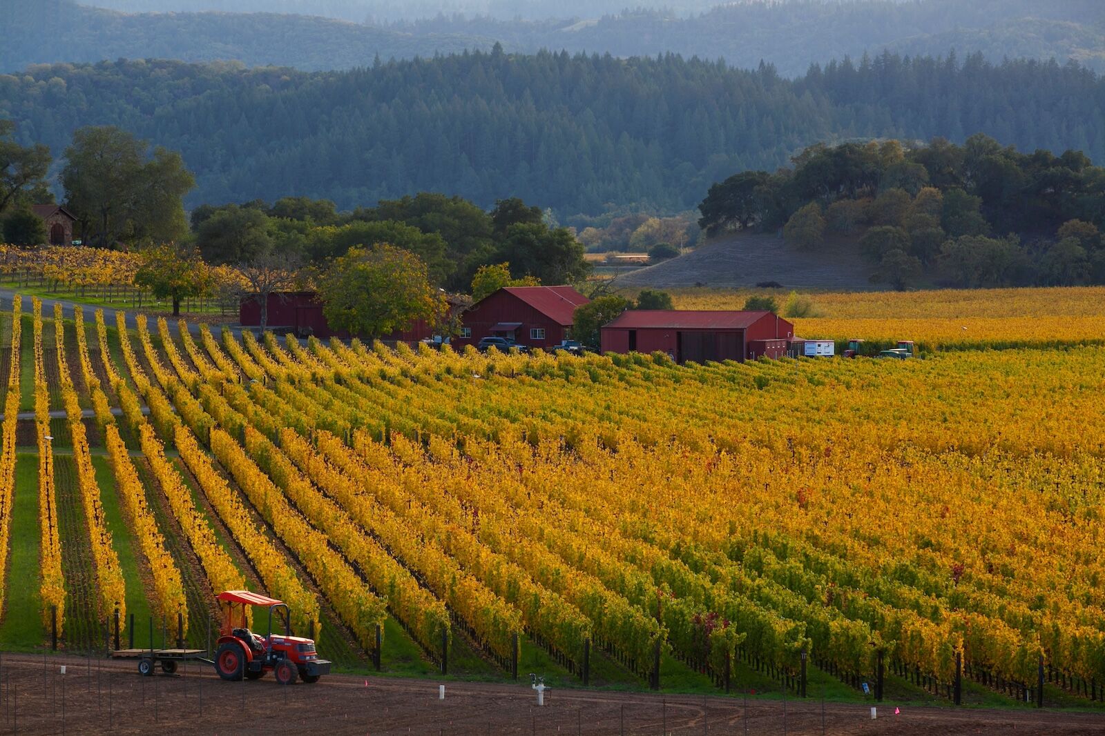 Fall Colors in Napa Valley Vineyard, California