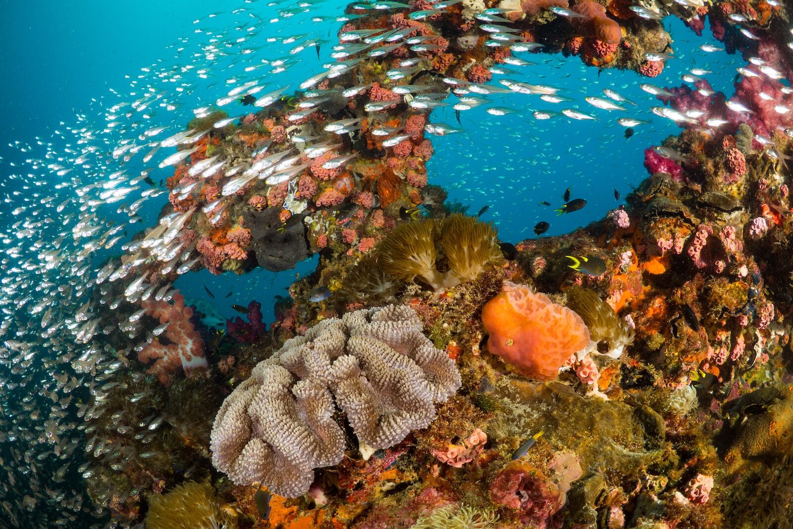 great barrier reef coral bleaching - health reef on GBR wreck