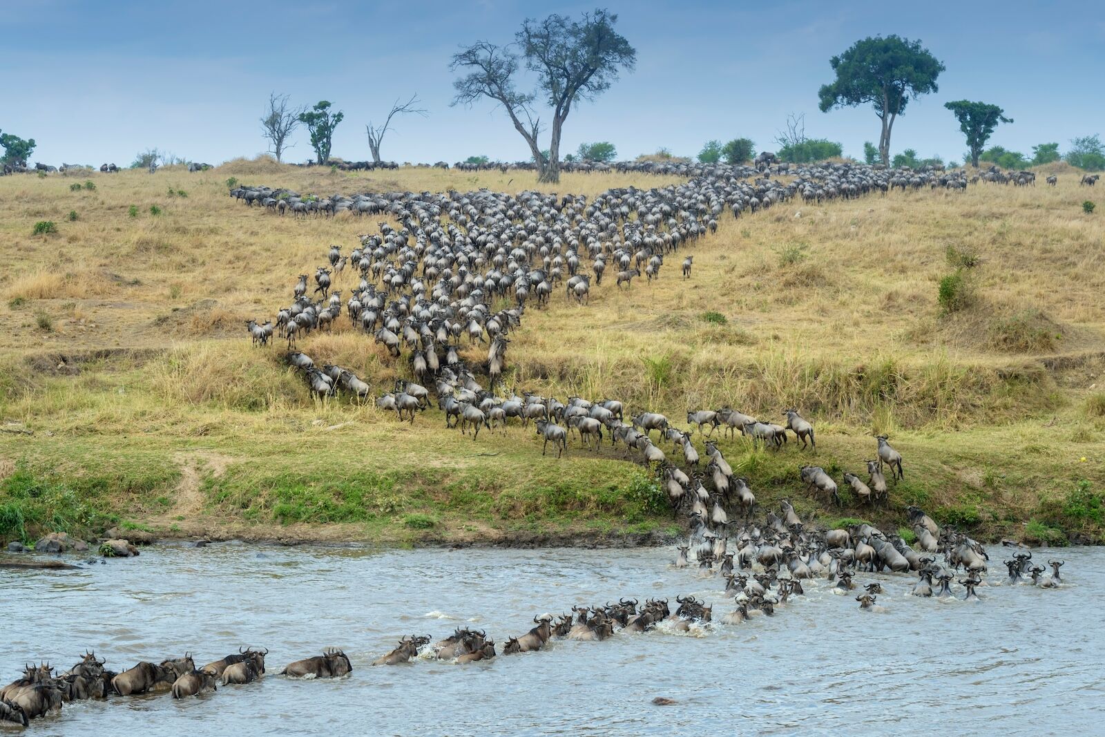 wildebeest gresta migration in tanzania