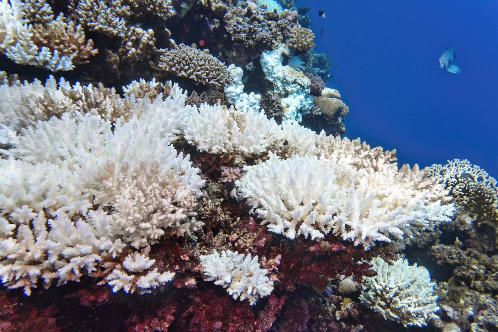 great barrier reef coral bleaching