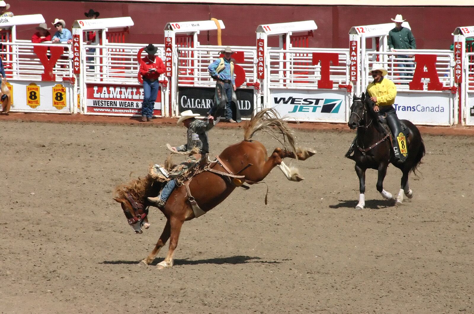 calgary stampede