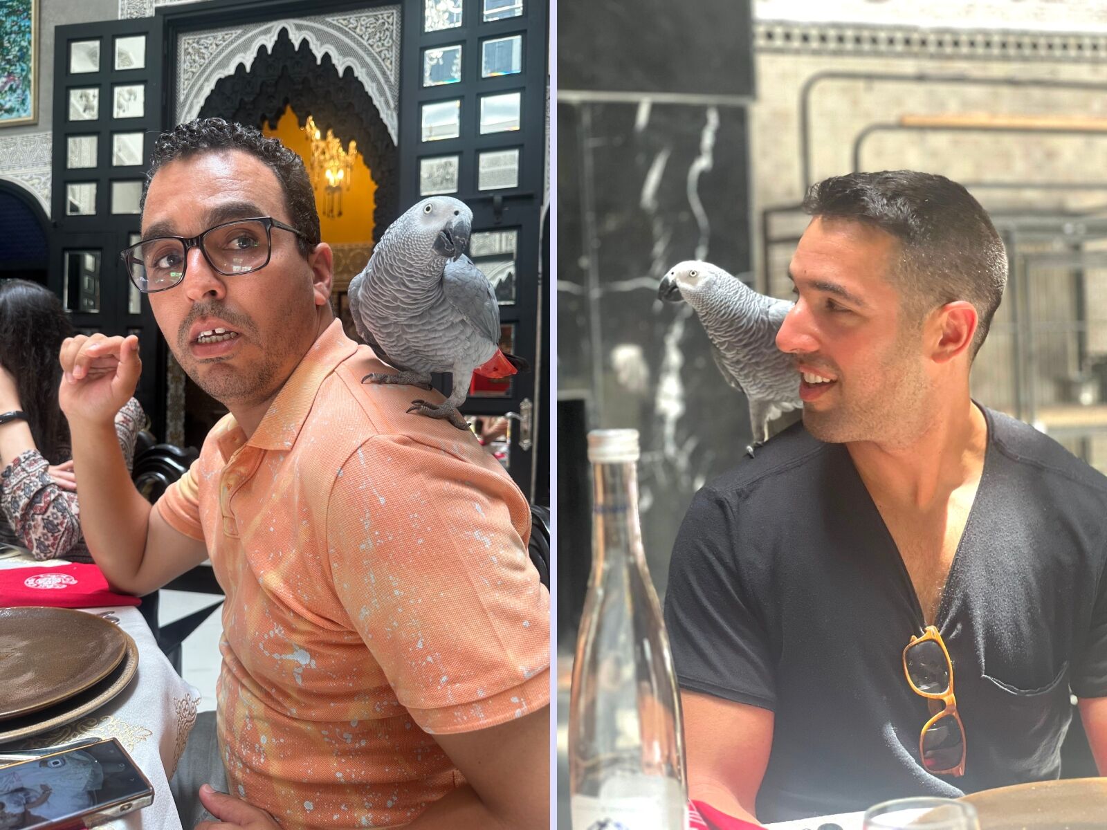 moroccan hospitality - parrot at riad