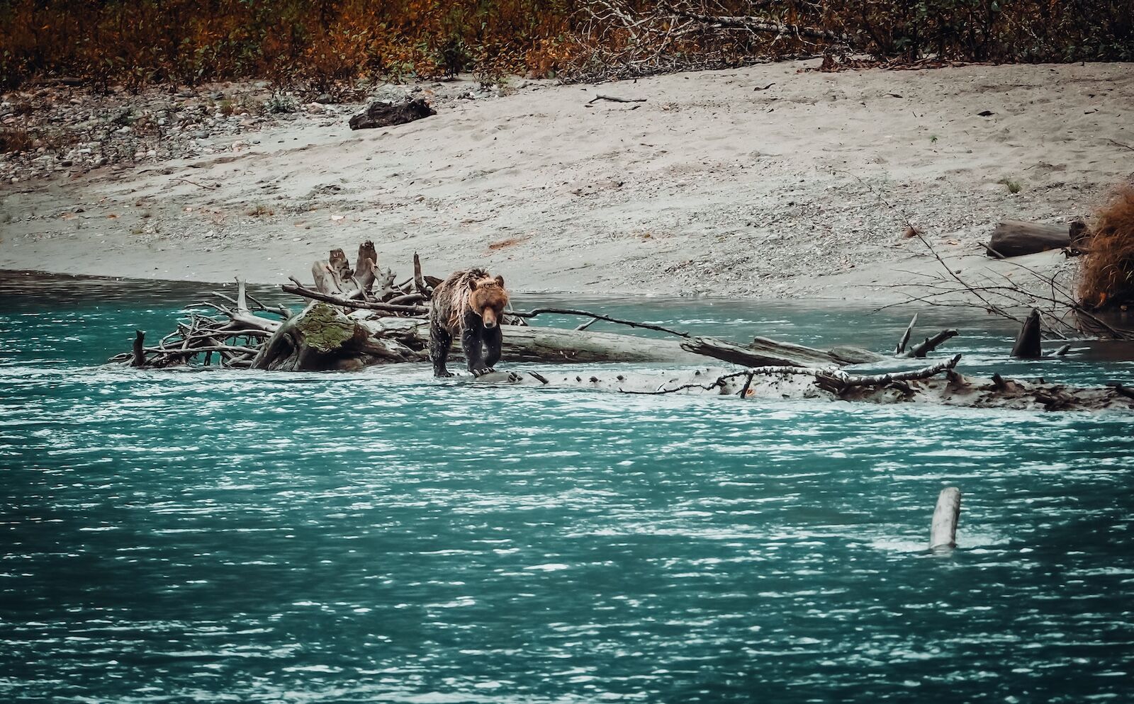 fat bear week other places to go - bella coola