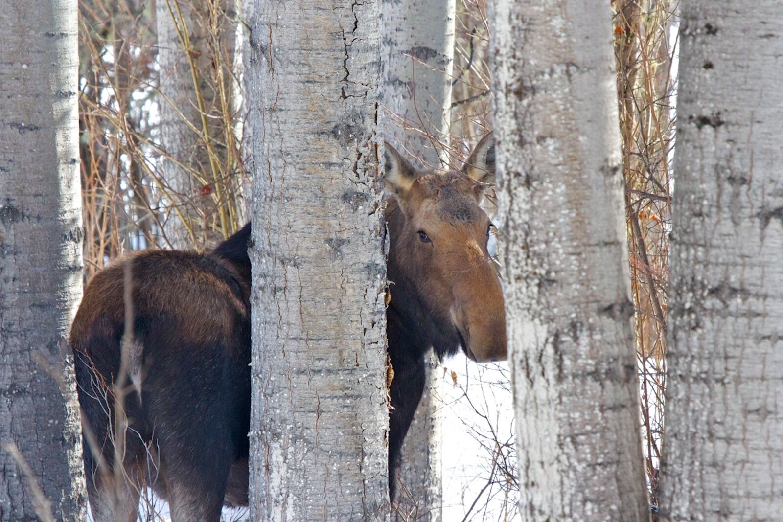 animal in the forest in winter