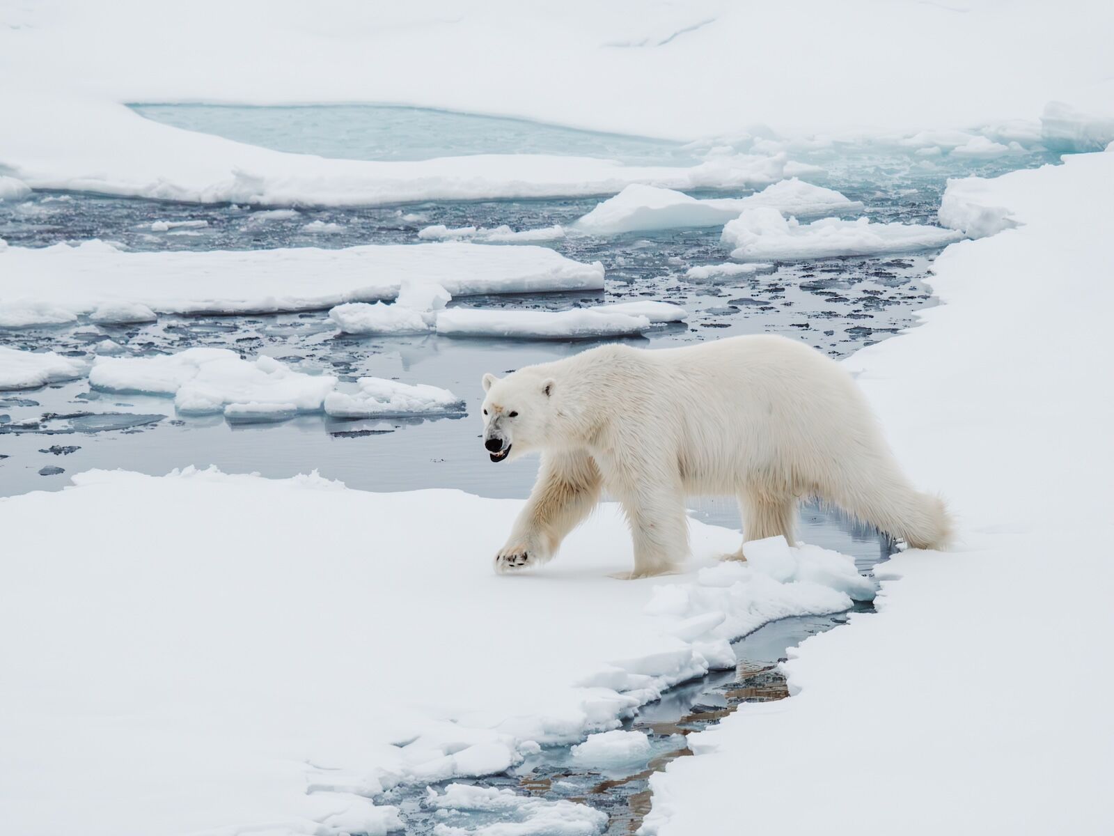 Antarctica vs arctic circle - polar bears