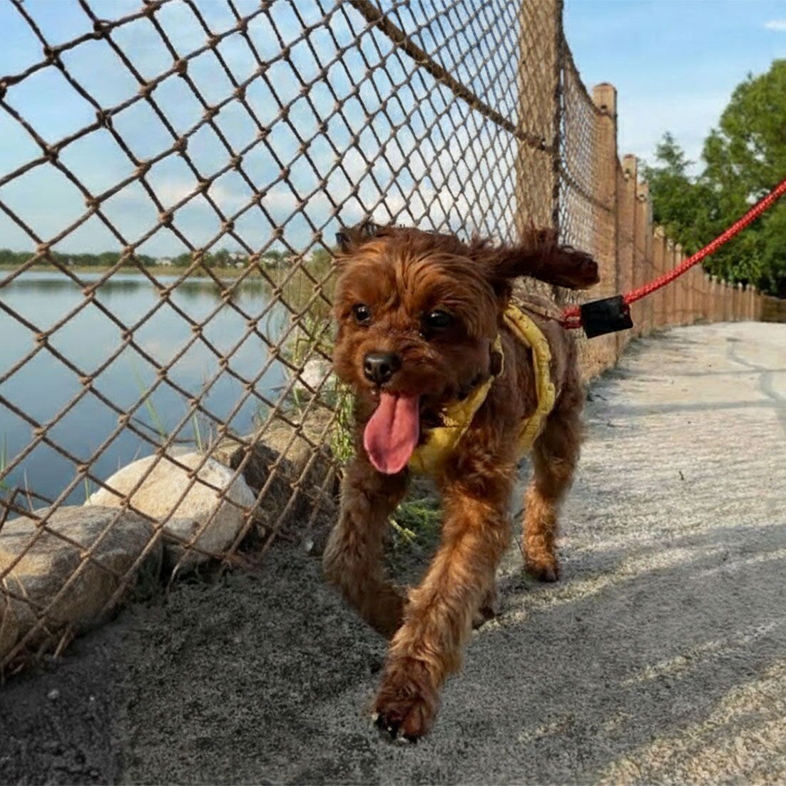 Dog at Disney Fort Wilderness