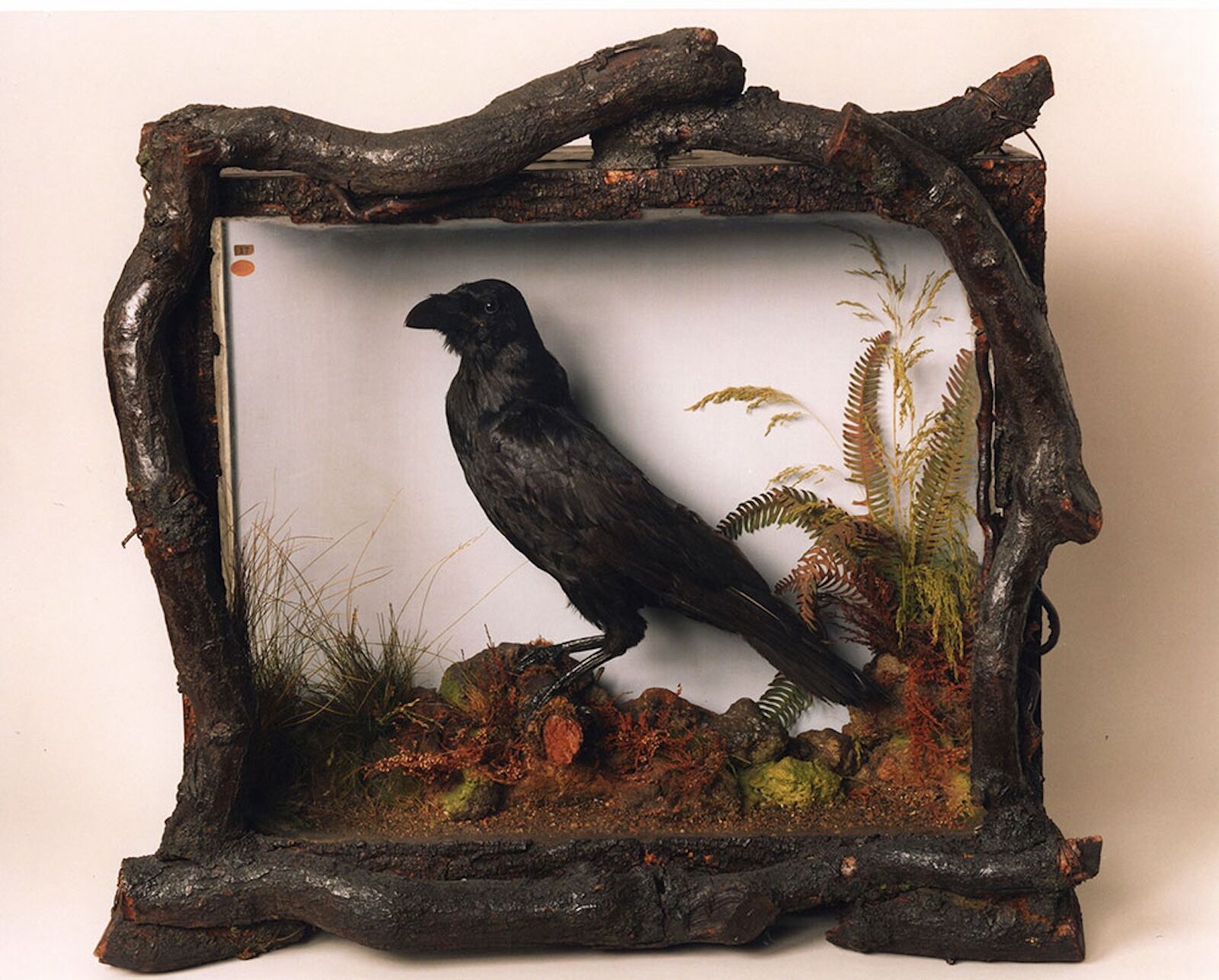 rare book rooms - grip the raven