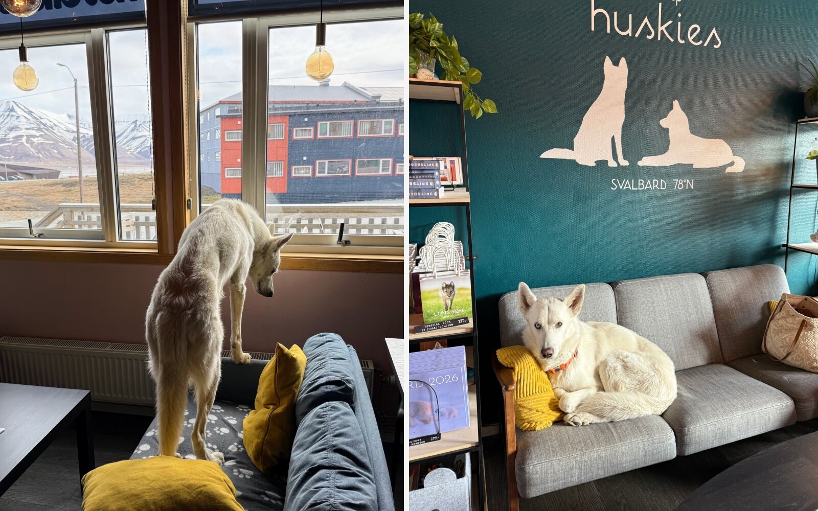 Antarctica vs arctic circle - husky cafe