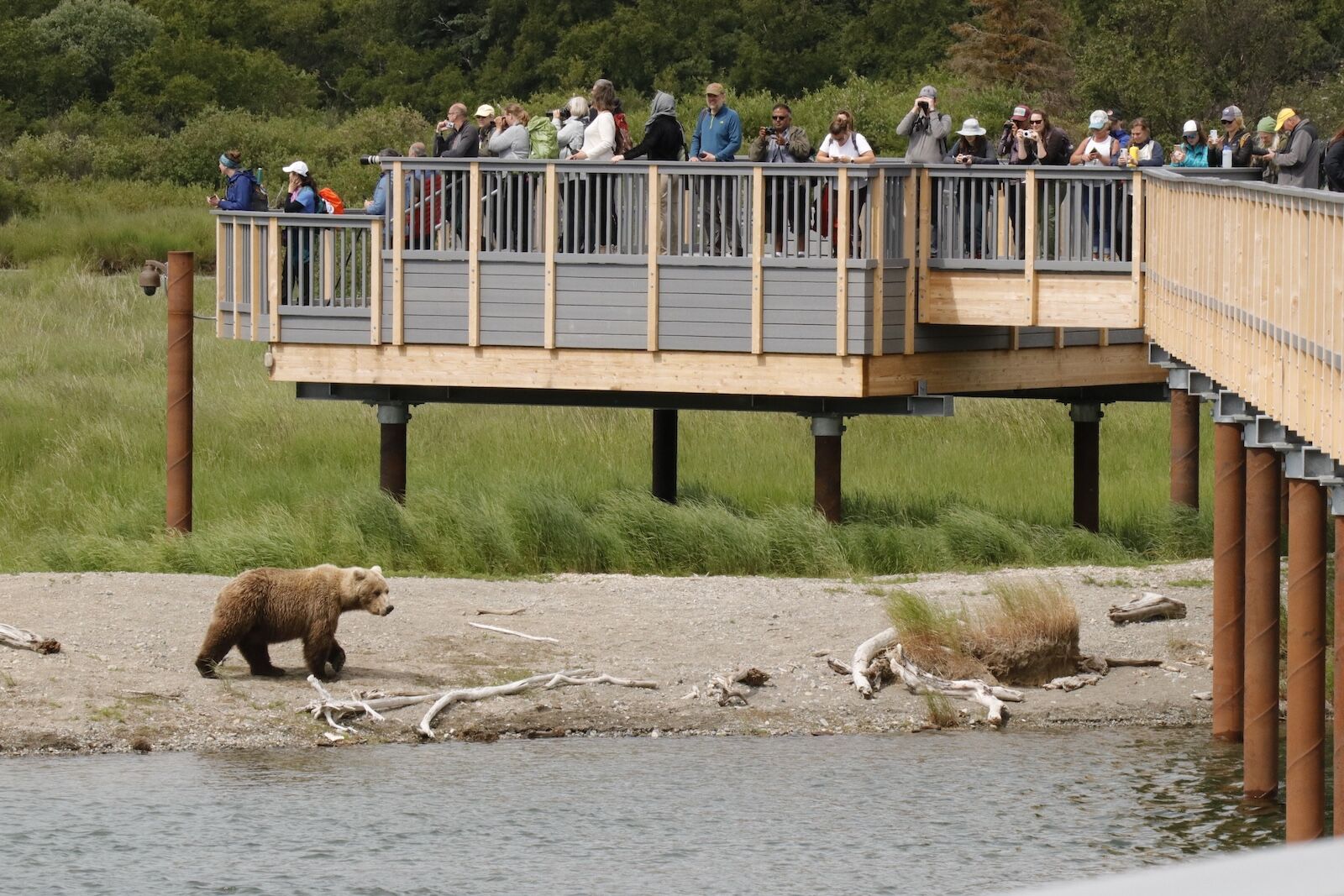 bear viewing in Katmai